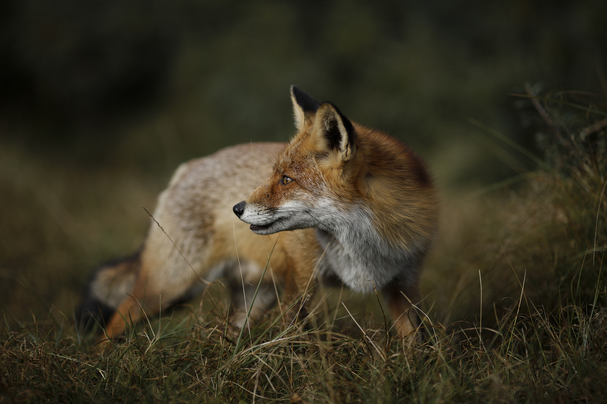 Canon EOS 5DS R + Canon EF 135mm F2L USM sample photo. Red fox photography