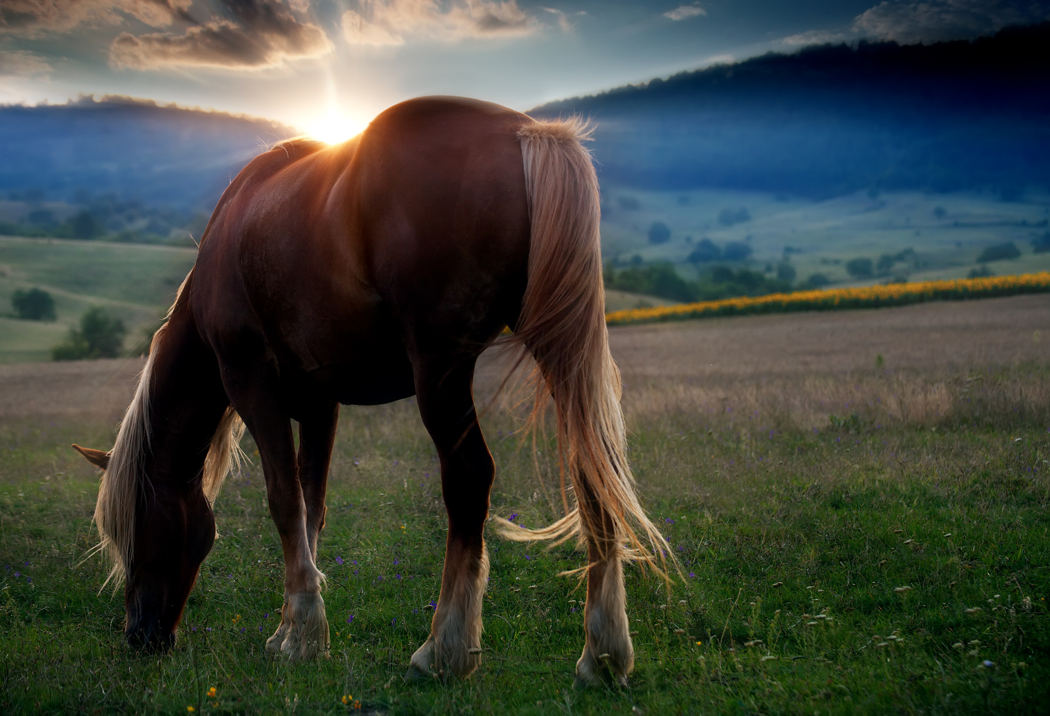 Canon EOS 5D Mark II + Tamron SP 70-300mm F4-5.6 Di VC USD sample photo. Horse touched by sunset photography