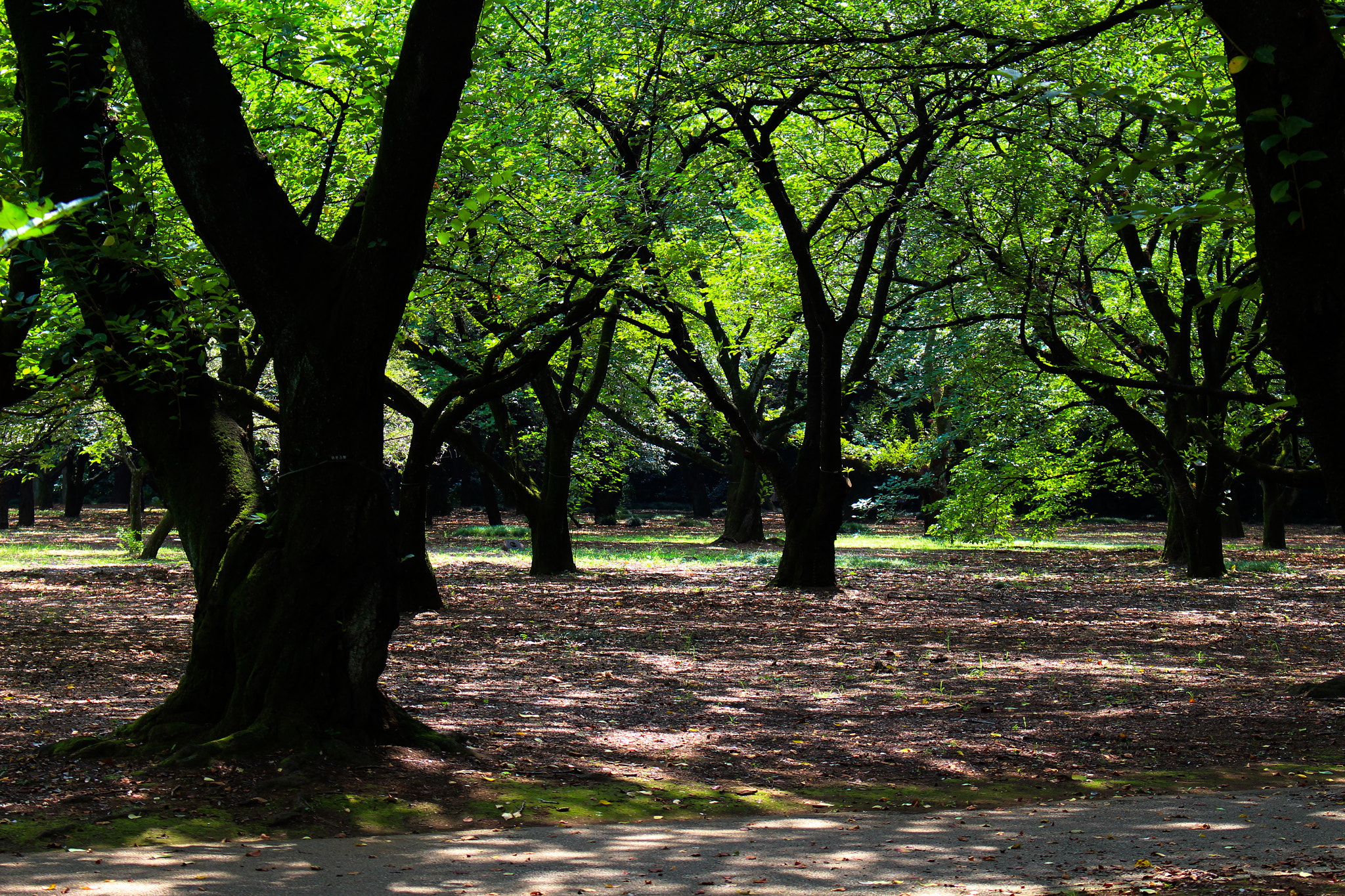Canon EOS 700D (EOS Rebel T5i / EOS Kiss X7i) sample photo. Sunshine filtering through foliage photography