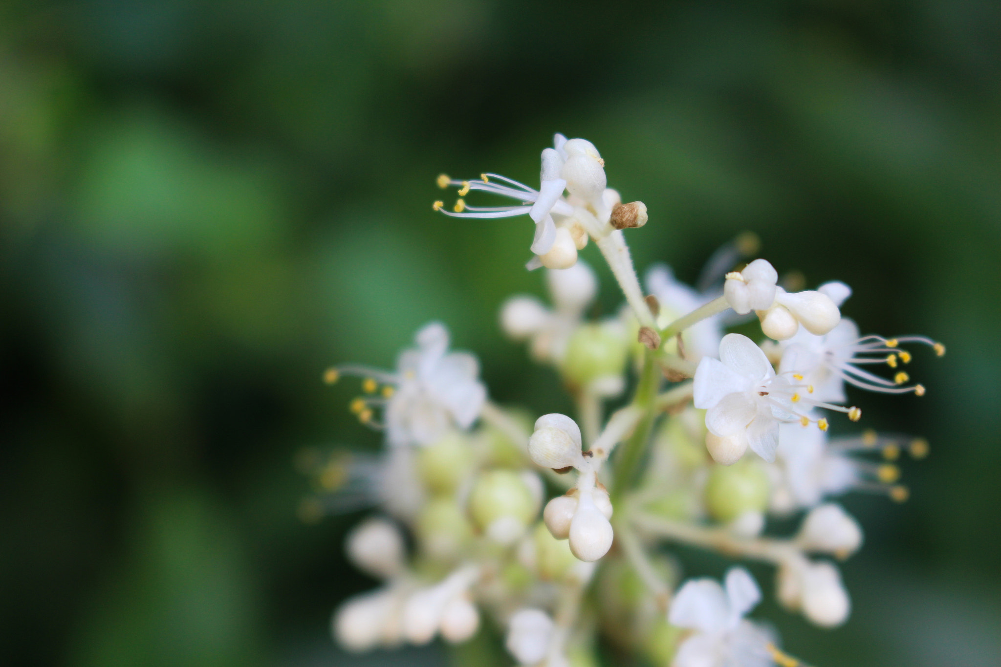 Canon EOS 700D (EOS Rebel T5i / EOS Kiss X7i) sample photo. Little flowers photography