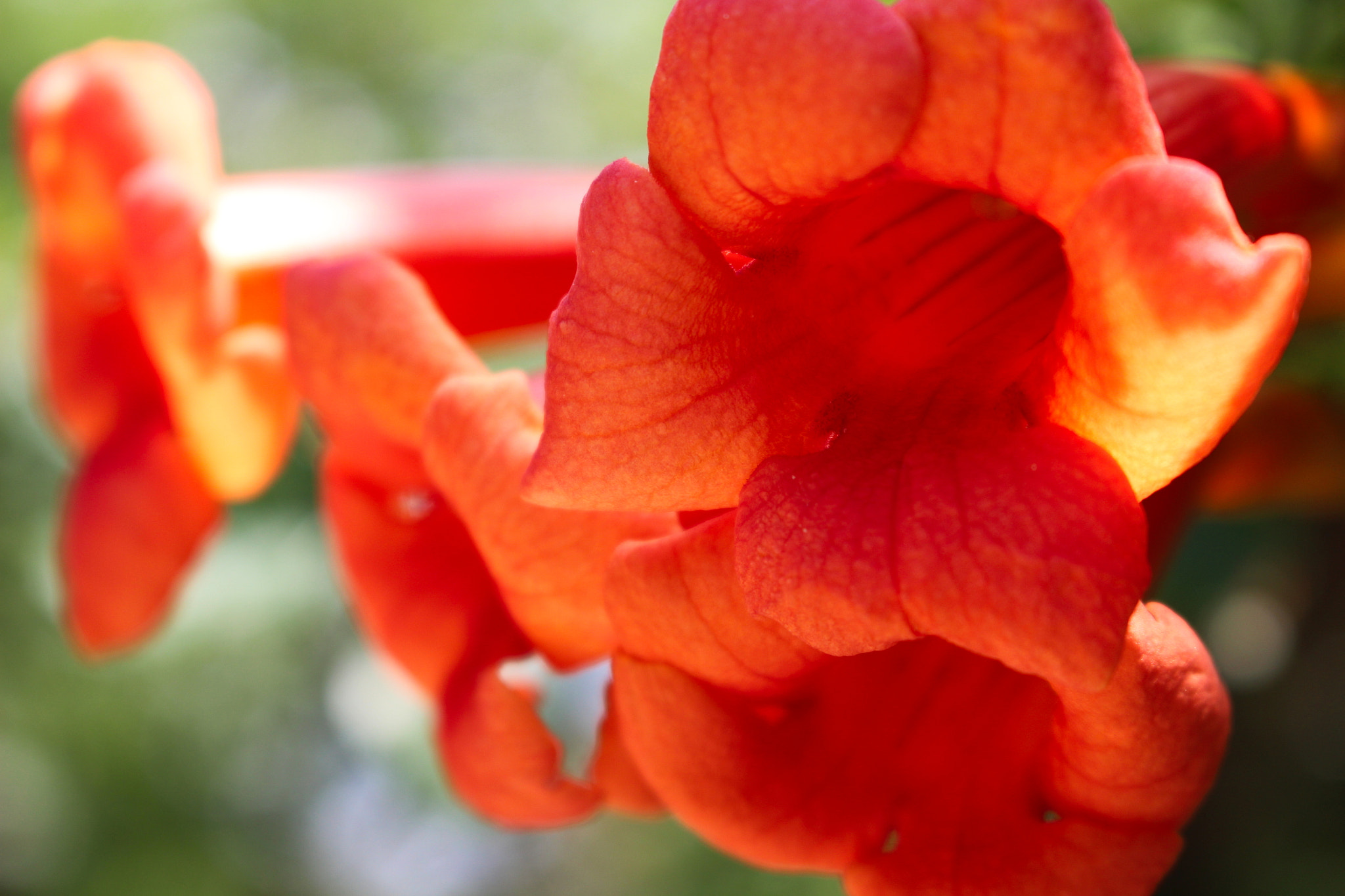 Canon EOS 700D (EOS Rebel T5i / EOS Kiss X7i) sample photo. Flowers photography