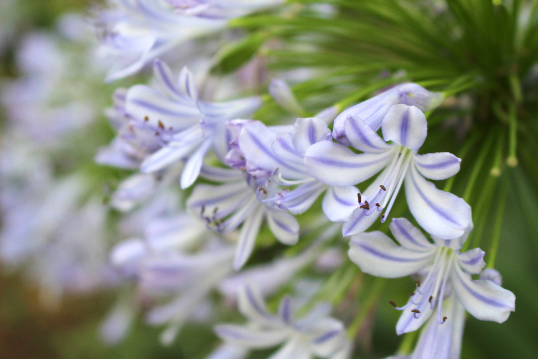 Canon EOS 700D (EOS Rebel T5i / EOS Kiss X7i) + Canon EF-S 18-55mm F3.5-5.6 IS STM sample photo. Agapanthus photography