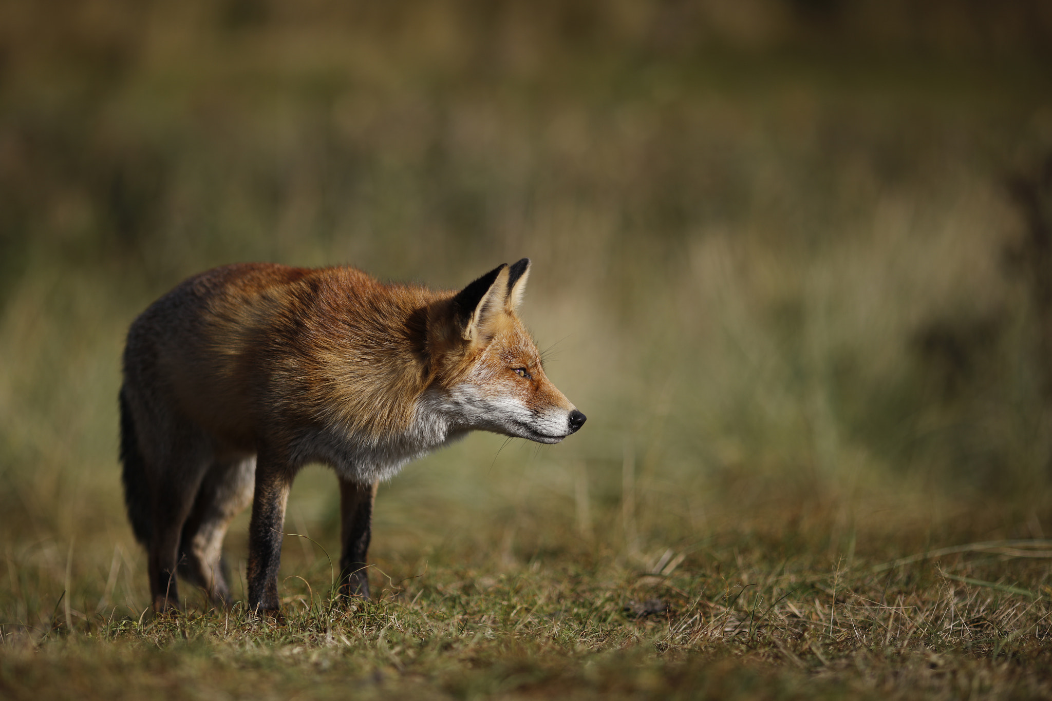 Canon EOS 5DS R + Canon EF 135mm F2L USM sample photo. Red fox photography