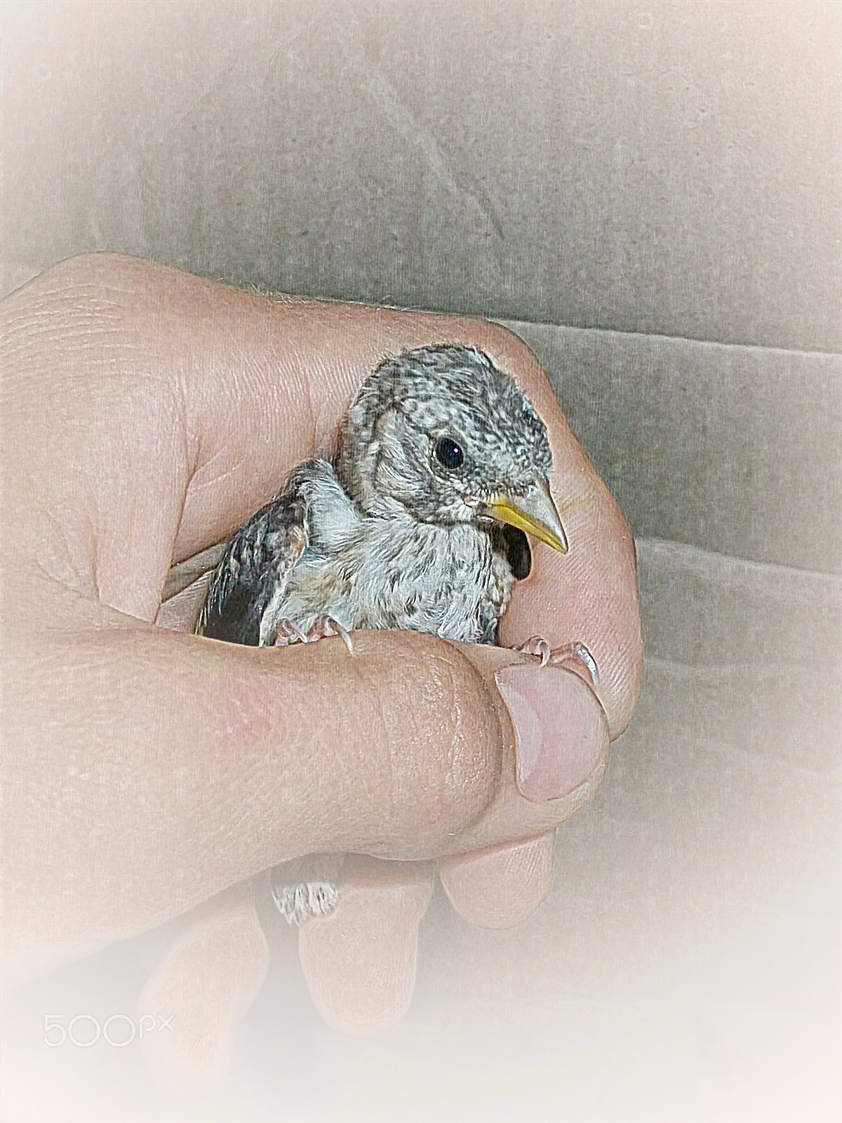Kodak EASYSHARE M1063 DIGITAL CAMERA sample photo. Small bird photography