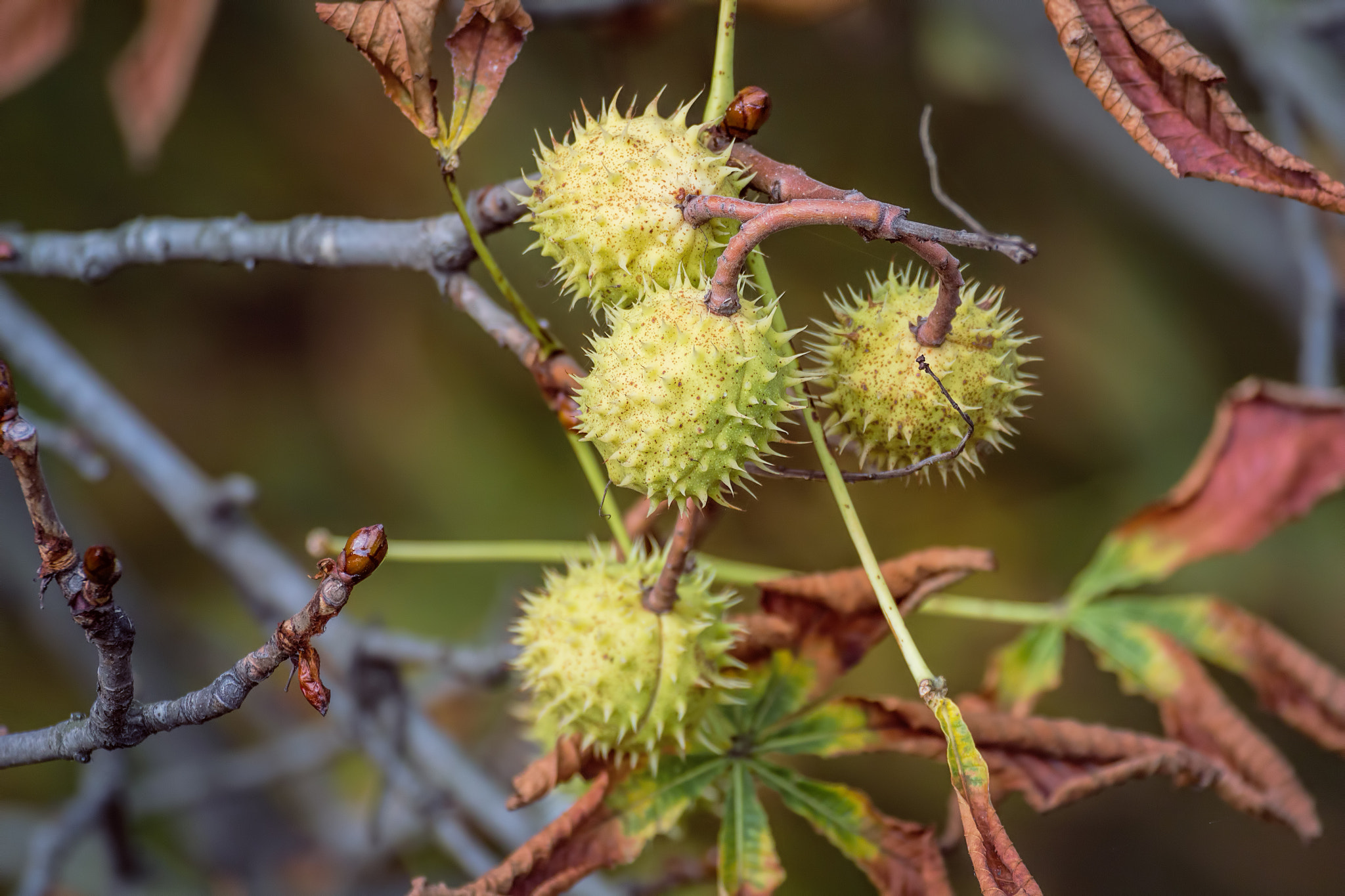 Canon EF 100-400mm F4.5-5.6L IS USM sample photo. Chestnuts on the tree, colorful autumn season photography