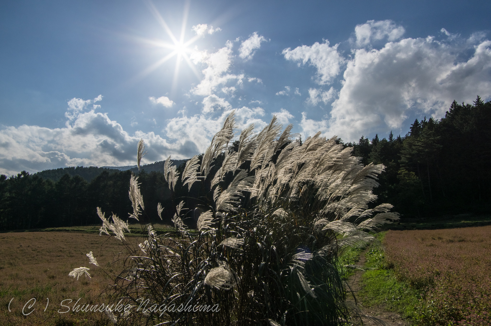 Pentax K-3 sample photo. Japanese pampas grass and sun photography