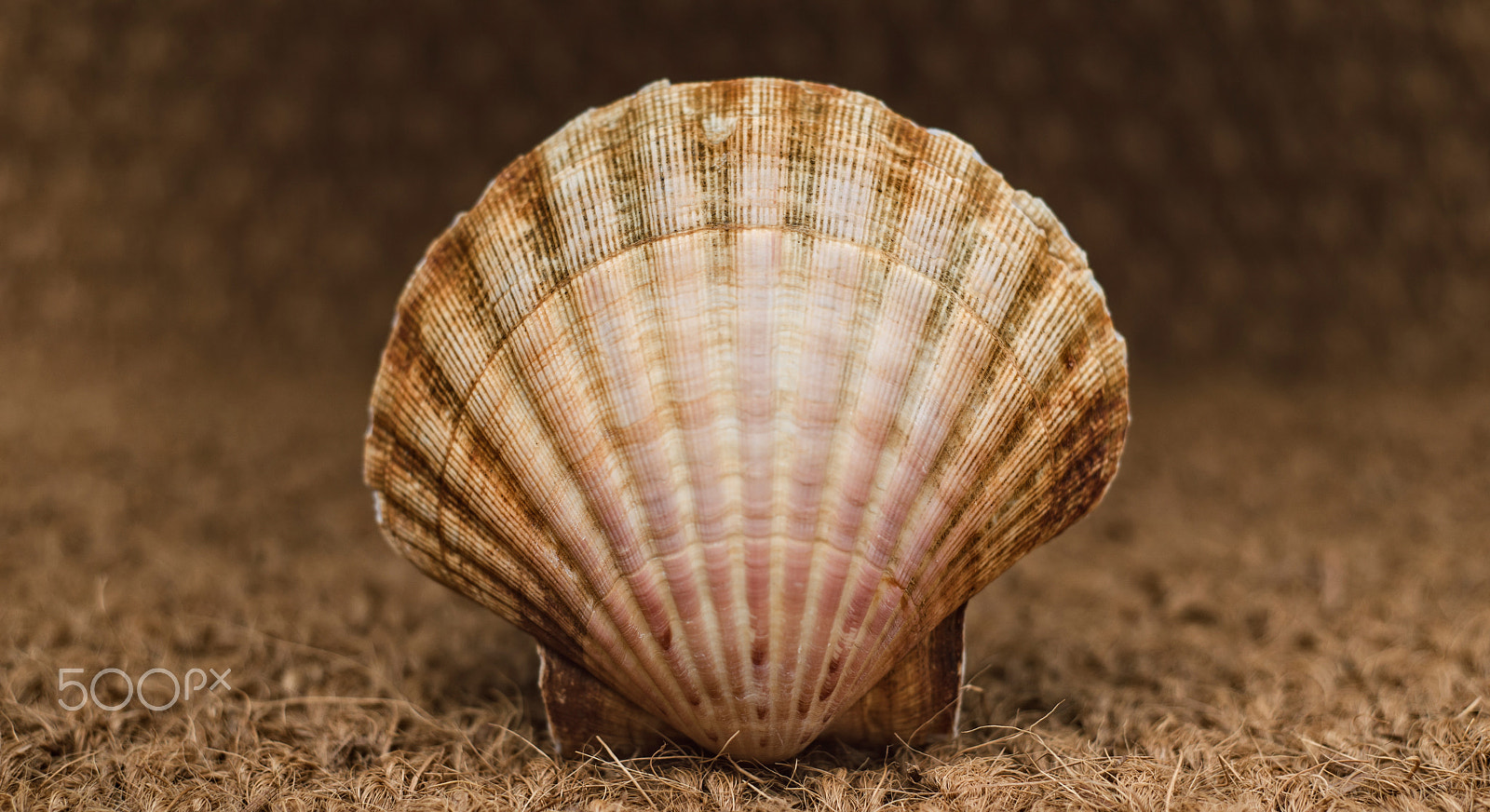 Nikon D610 sample photo. Scallop over straw background photography