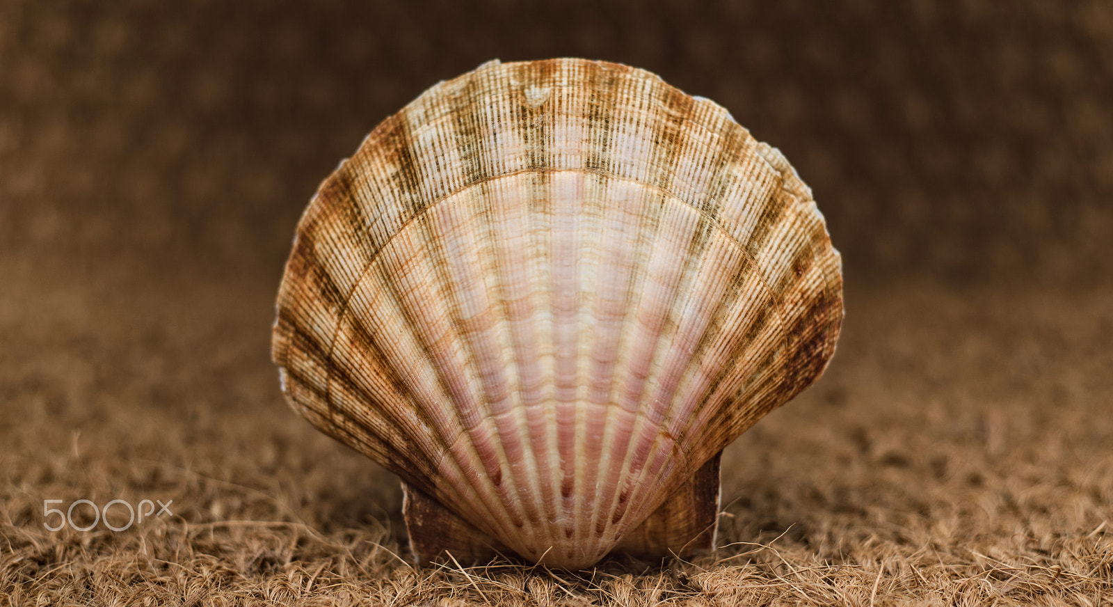 Nikon D610 + AF Nikkor 50mm f/1.8 sample photo. Scallop over straw background photography