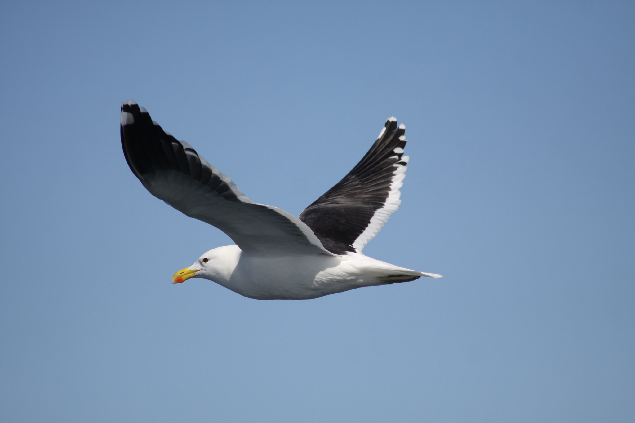 Canon EOS 50D sample photo. Seagull in hermanus za, while whalewatching photography