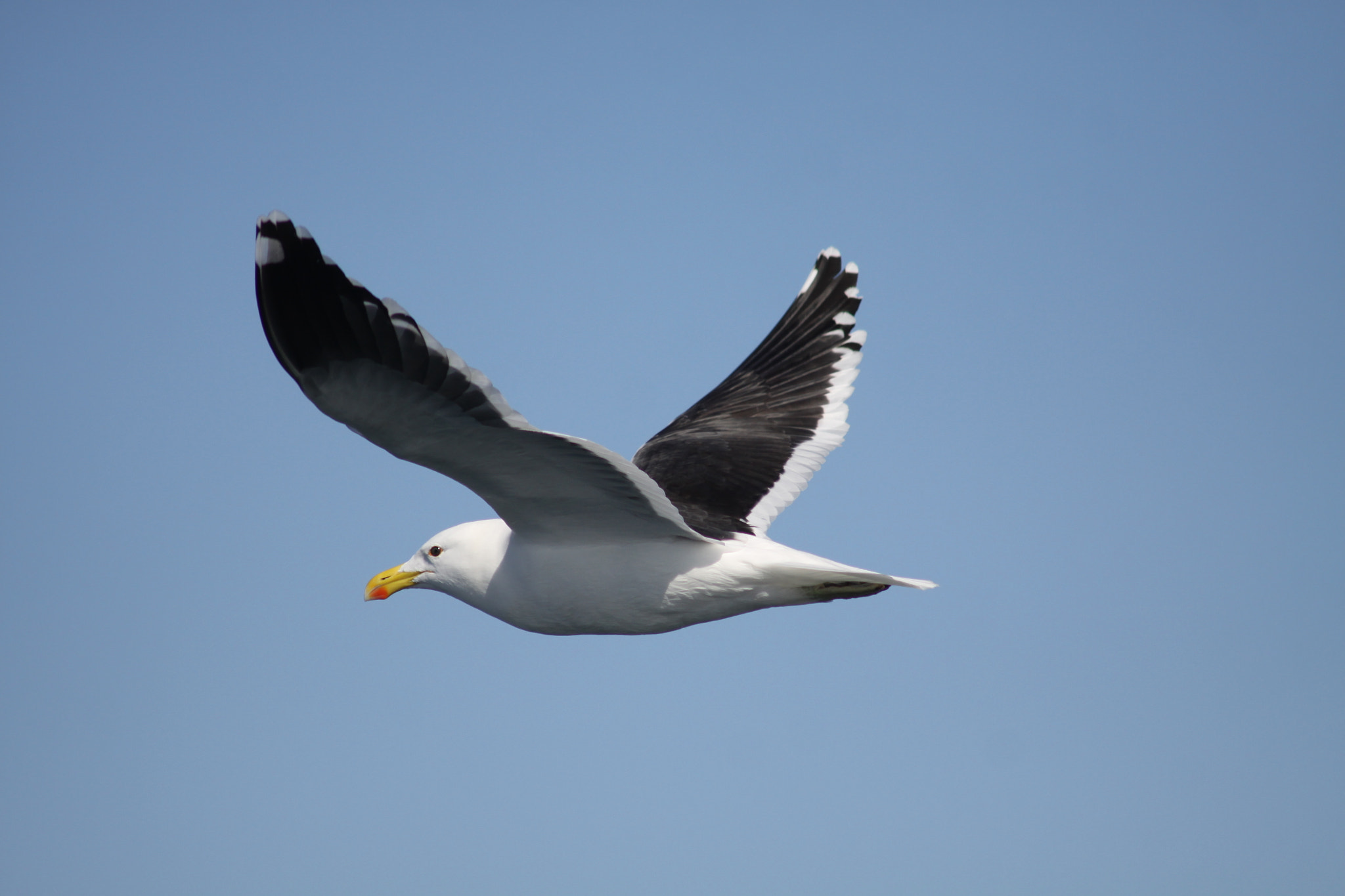 Canon EF 75-300mm F4.0-5.6 IS USM sample photo. Seagull in hermanus za, while whalewatching photography