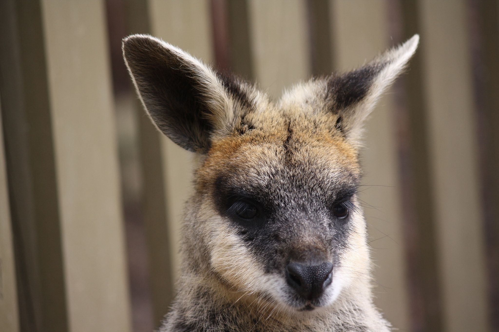 Canon EF-S 55-250mm F4-5.6 IS sample photo. Not amused photography