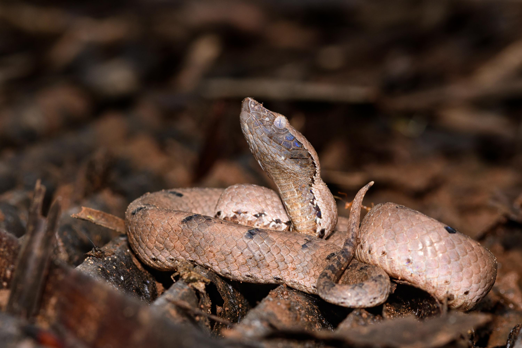 Sigma 105mm F2.8 EX DG OS HSM sample photo. Hump-nosed pit viper photography