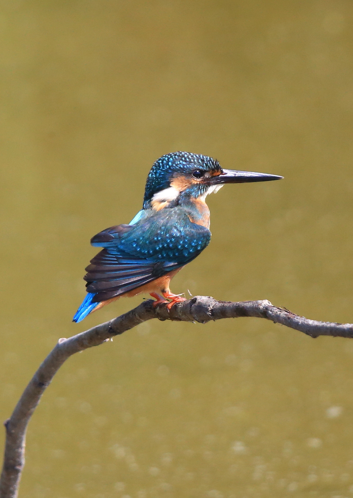 Canon EF 600mm F4L IS II USM sample photo. 318 photography