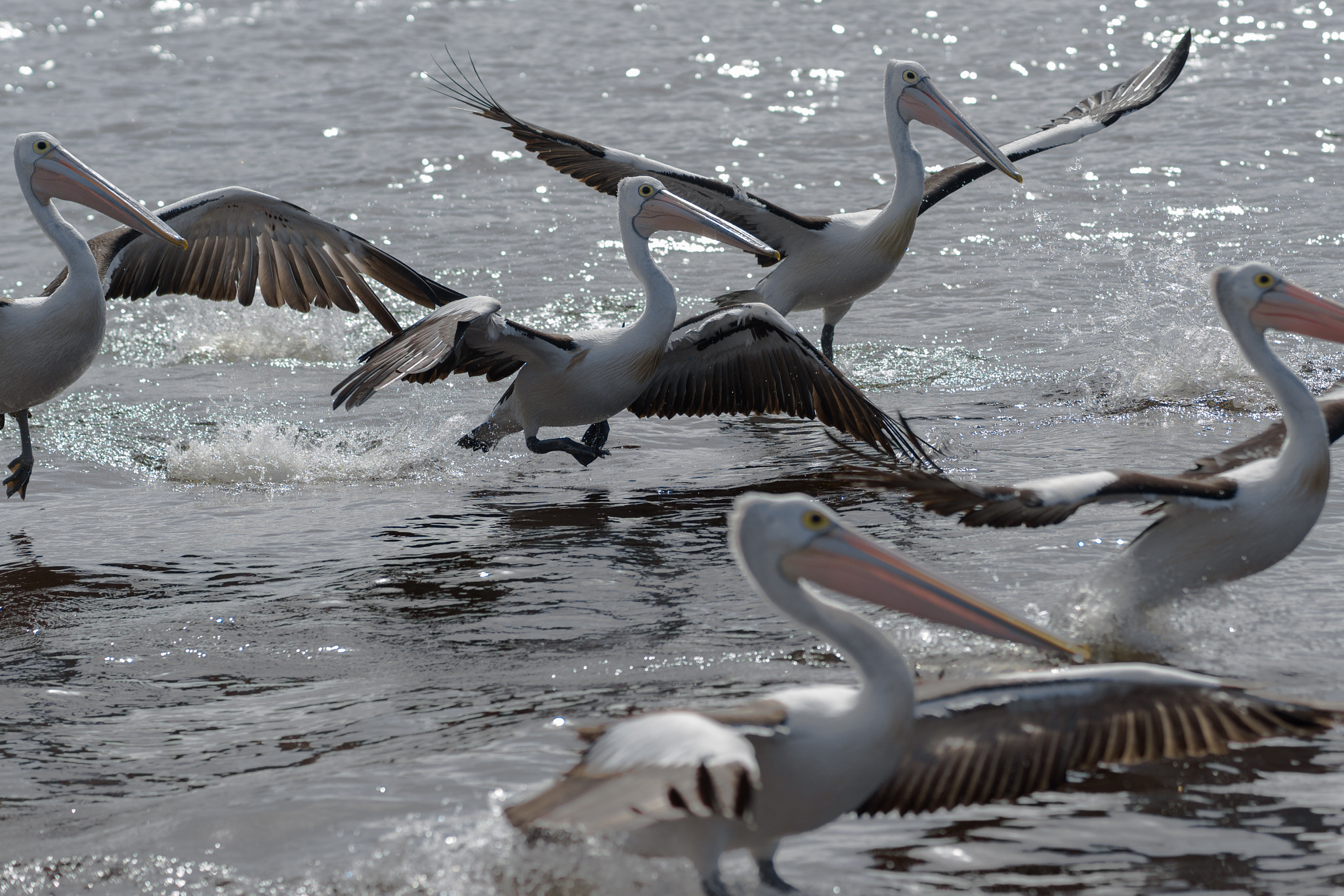 Sony FE 85mm F1.4 GM sample photo. Flock of pelicans photography