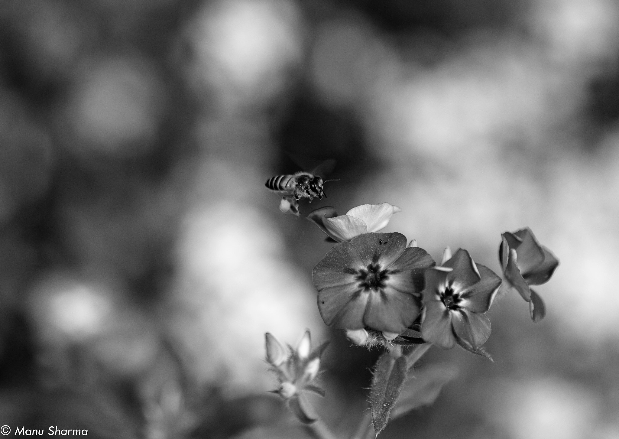 Canon EOS 550D (EOS Rebel T2i / EOS Kiss X4) + Tamron SP AF 90mm F2.8 Di Macro sample photo. Nature in b & w photography