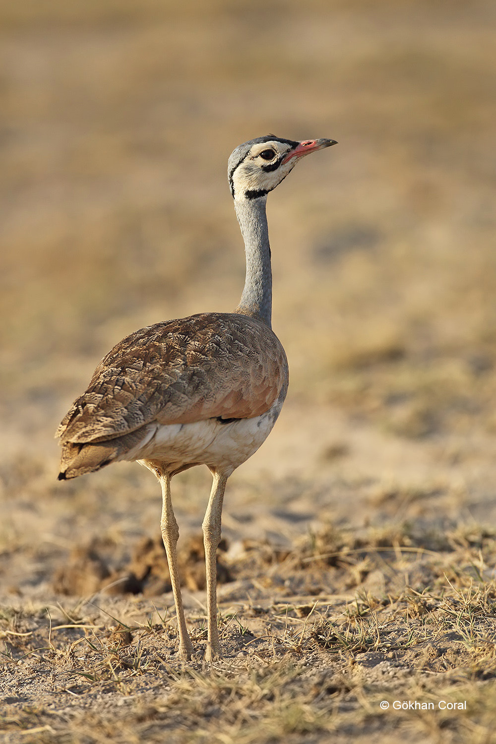 Canon EF 500mm F4L IS USM sample photo. White bellied bustard photography