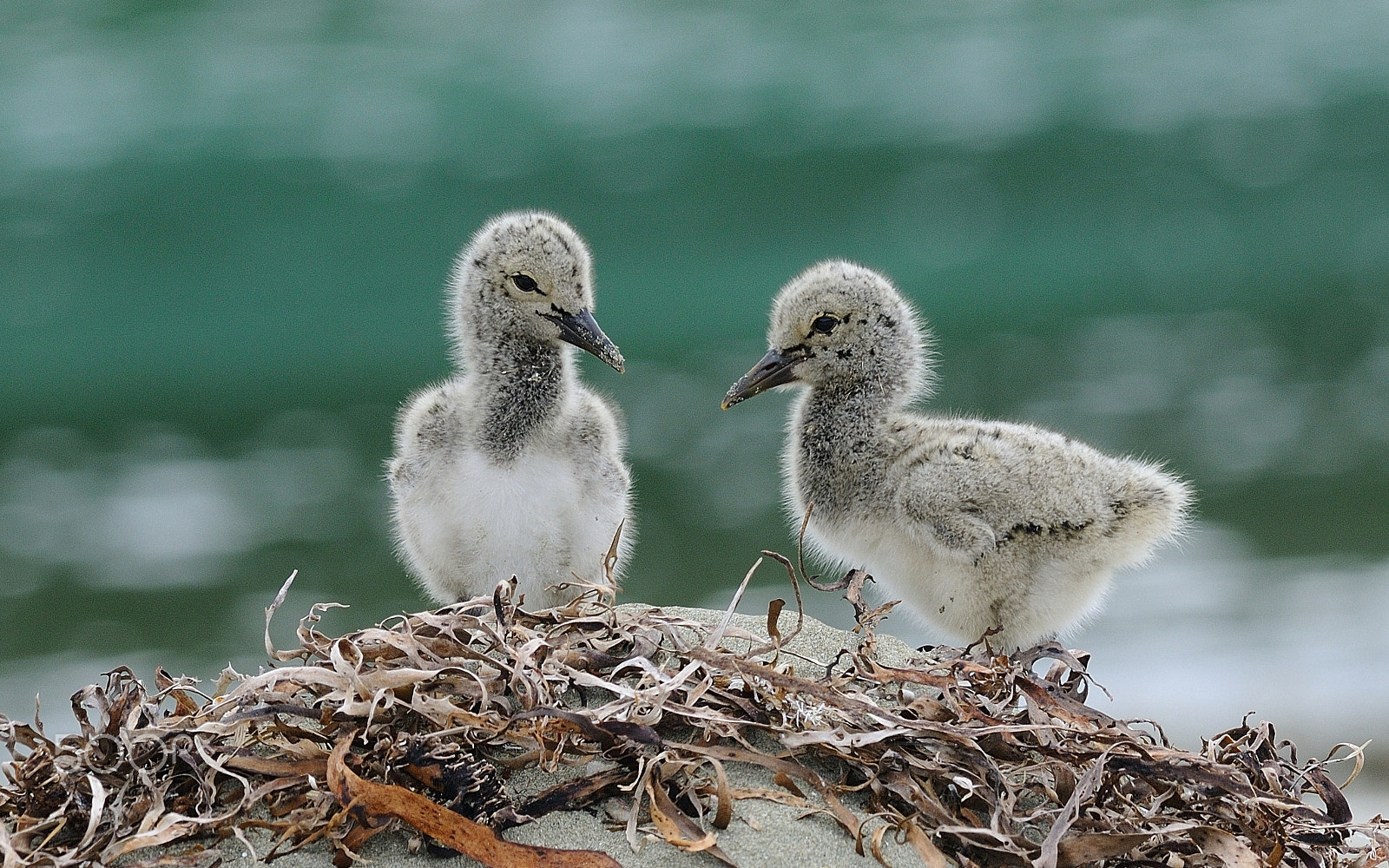 Nikon AF-S Nikkor 300mm F2.8G ED VR II sample photo. New zealand oyestercatcher chicks photography