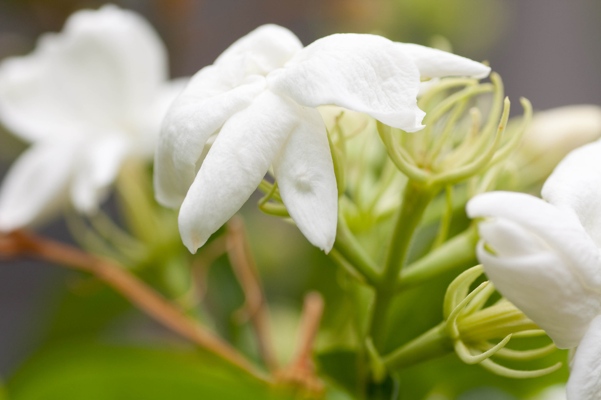 Tamron SP AF 90mm F2.8 Di Macro sample photo. Jasmine flowers photography