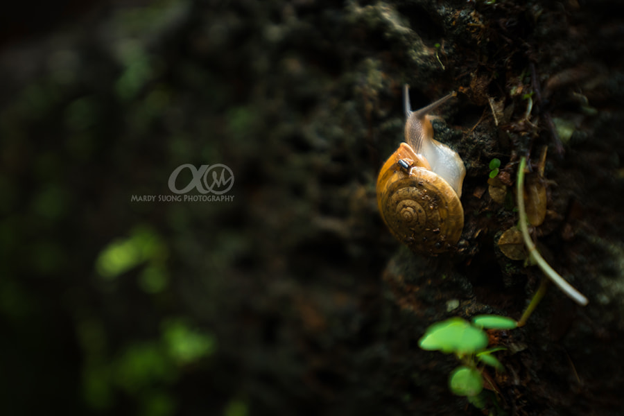 Sony Vario-Sonnar T* 16-35mm F2.8 ZA SSM II sample photo. I am slow and i know it ! (ខេត្តតាកែវ) photography