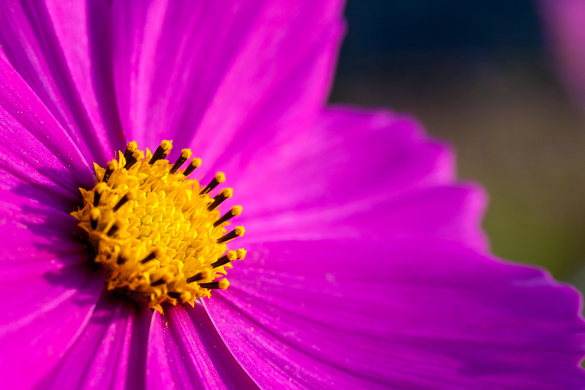 Pentax *ist DS2 + smc PENTAX-FA Macro 50mm F2.8 sample photo. Cosmos photography