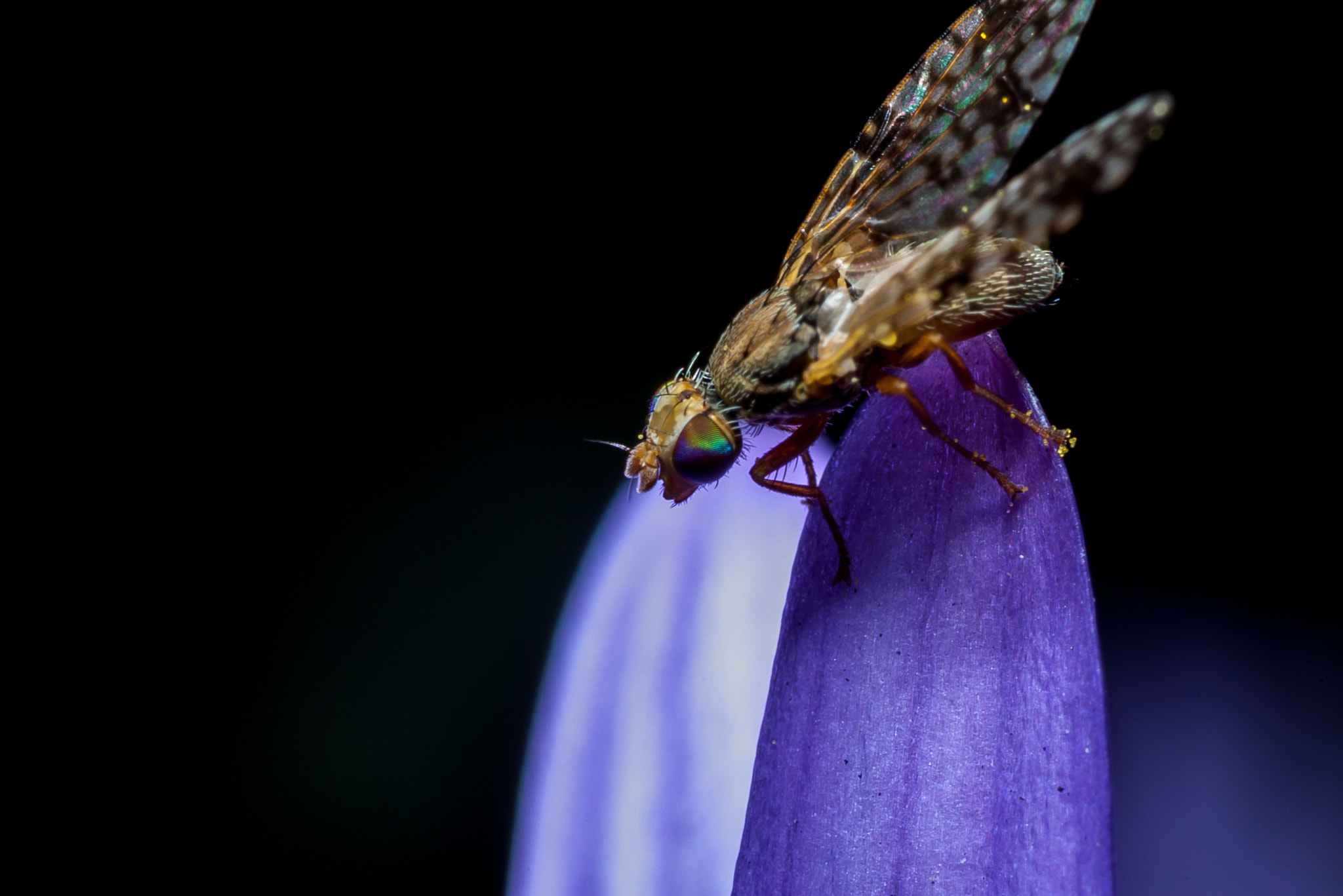 A fruit fly, Campiglossa frolica