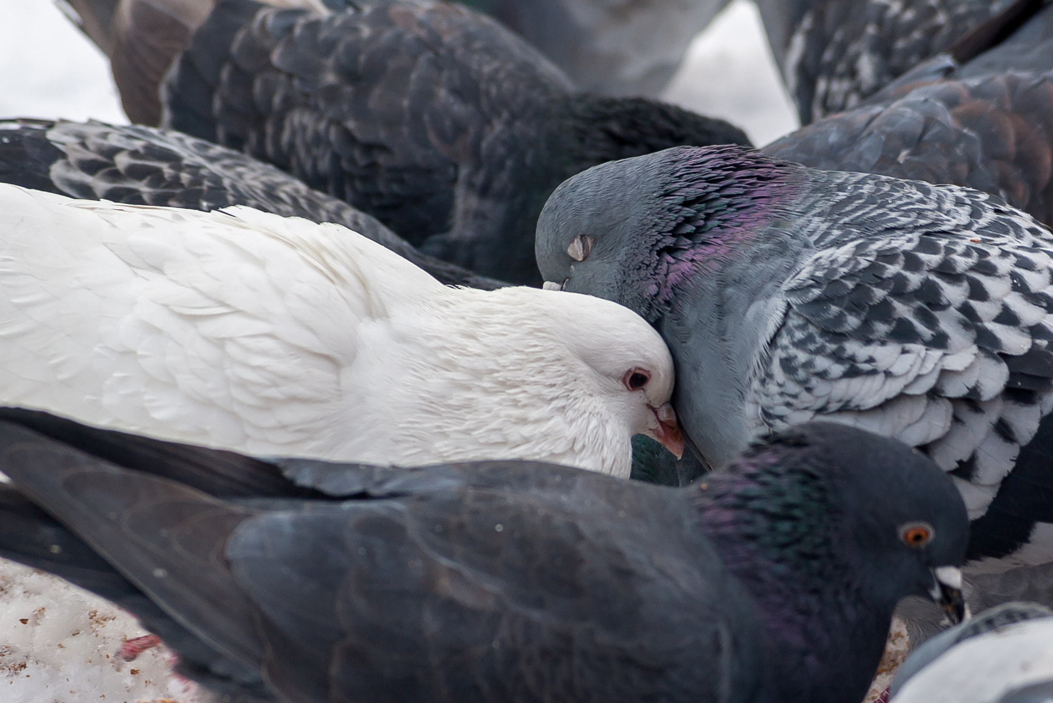 Pentax *ist DS2 sample photo. A white dove among ordinary ones photography