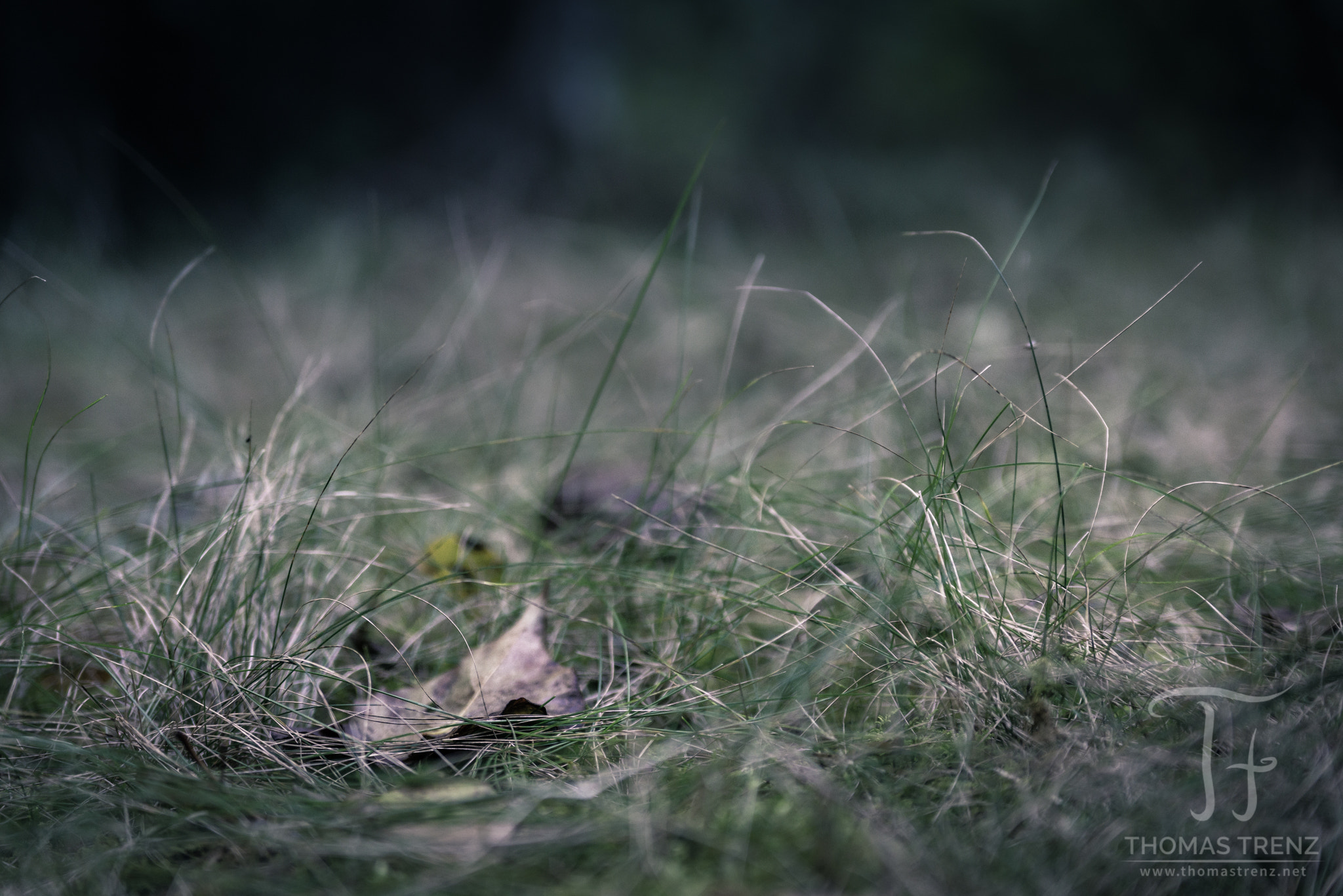 Nikon D600 sample photo. Light meadow photography