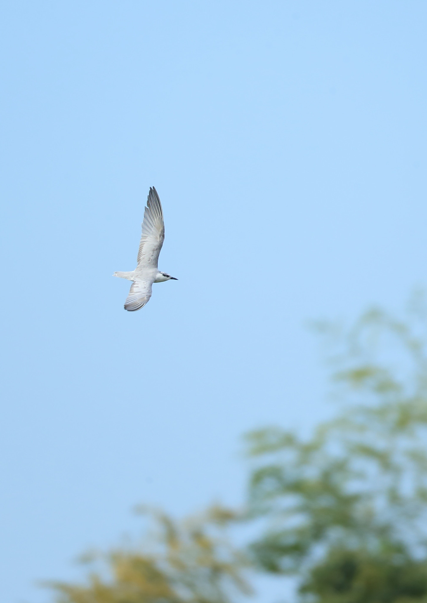 Canon EF 800mm F5.6L IS USM sample photo. クロハラアジサシ 背を− photography
