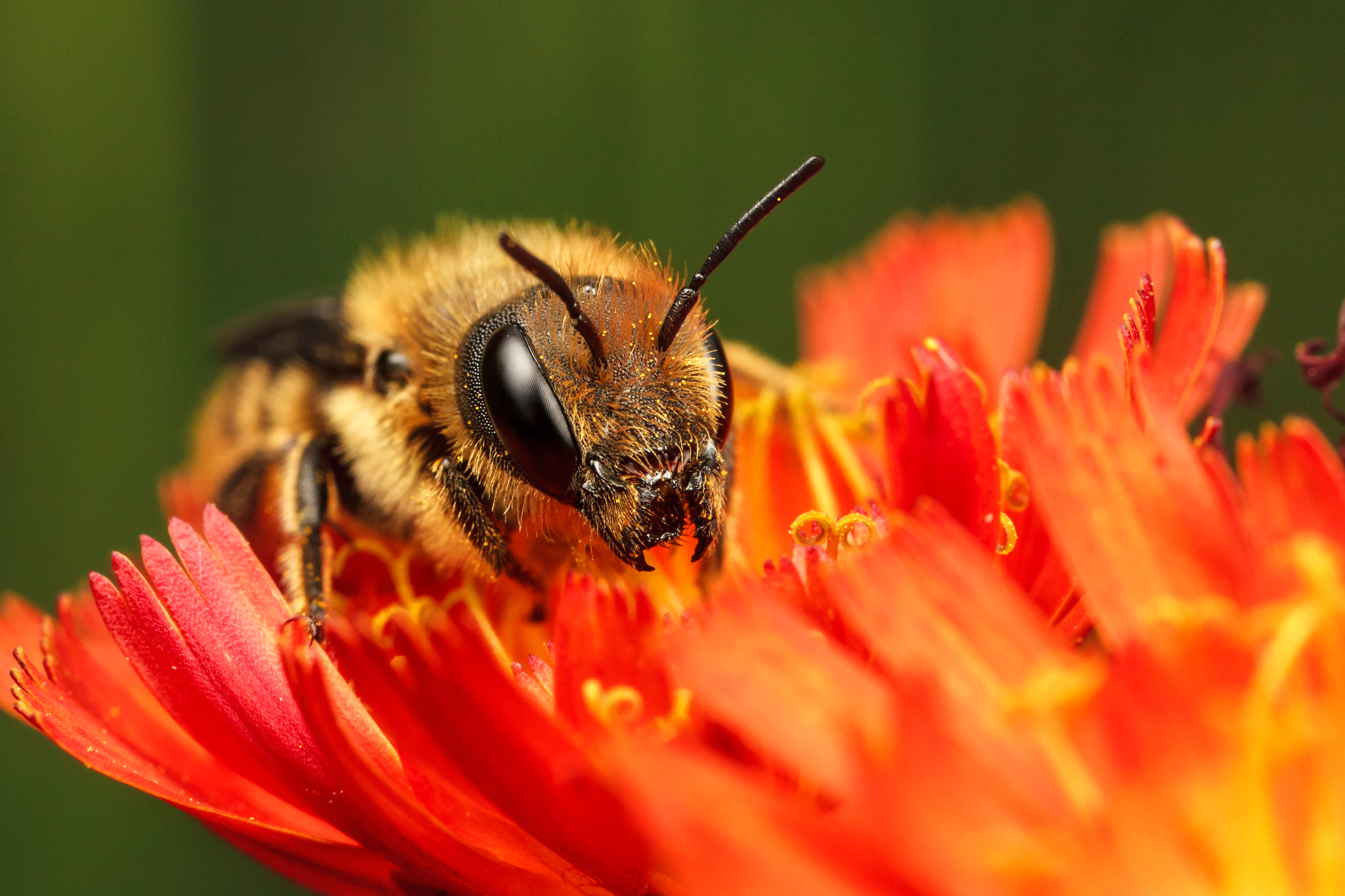 Canon EOS 5D Mark II + Canon MP-E 65mm F2.5 1-5x Macro Photo sample photo. Mason bee photography