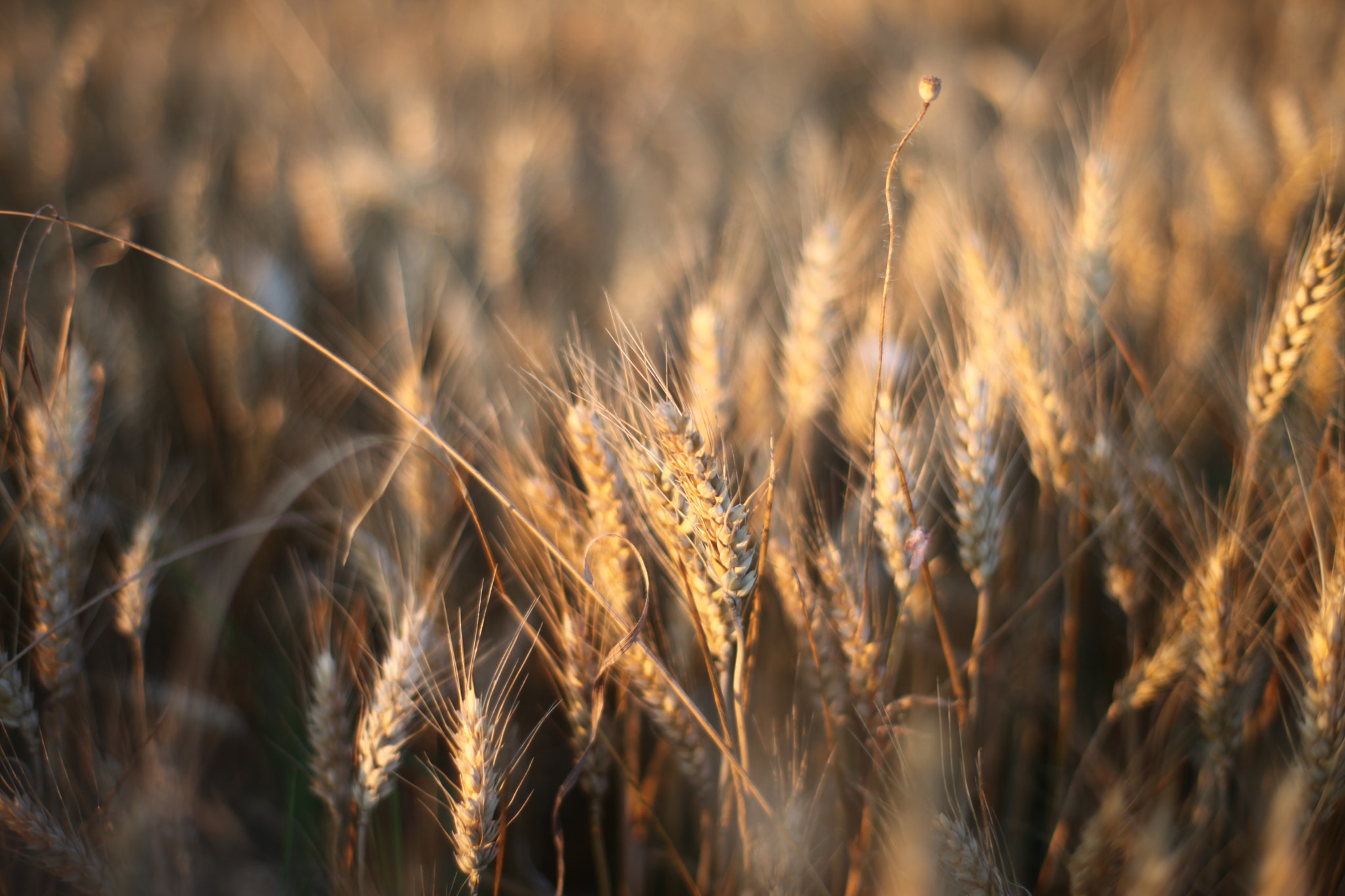 ZEISS Planar T* 50mm F1.4 sample photo. Nature photography