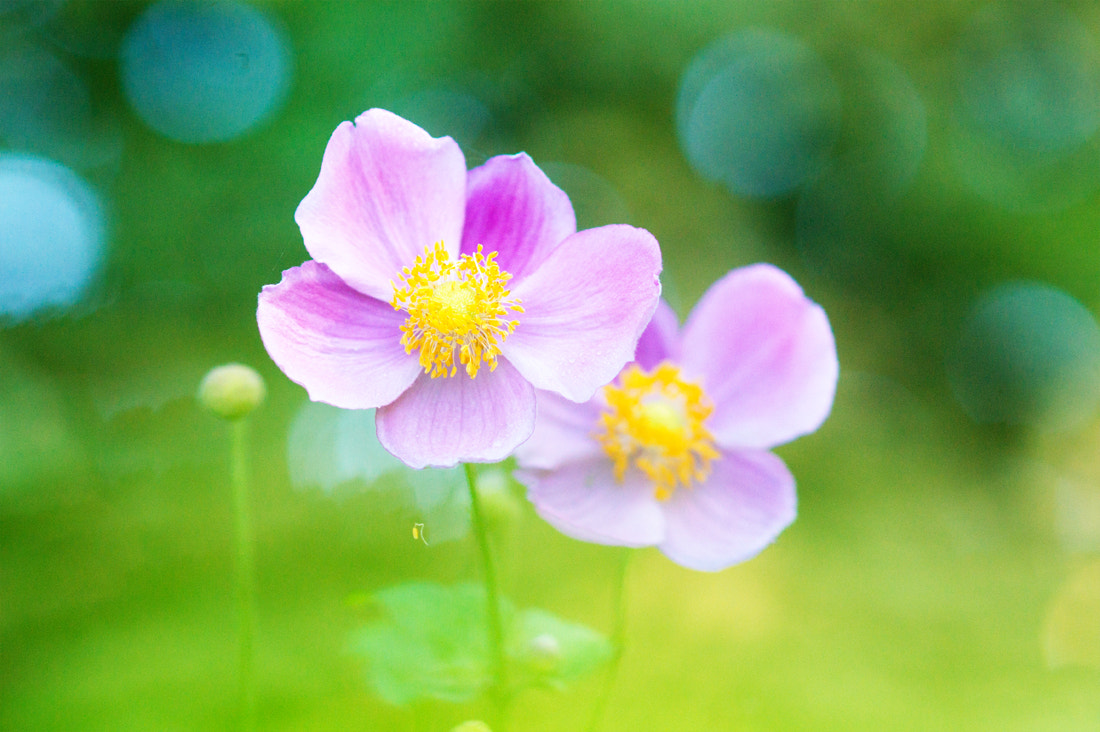 Sony Alpha DSLR-A550 + Sony 100mm F2.8 Macro sample photo. After summertime photography