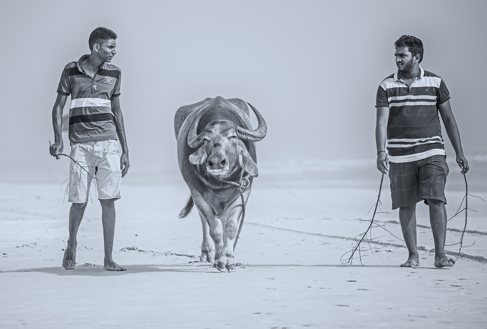 Sony a7 + Sony 75-300mm F4.5-5.6 sample photo. Two men and their cow photography