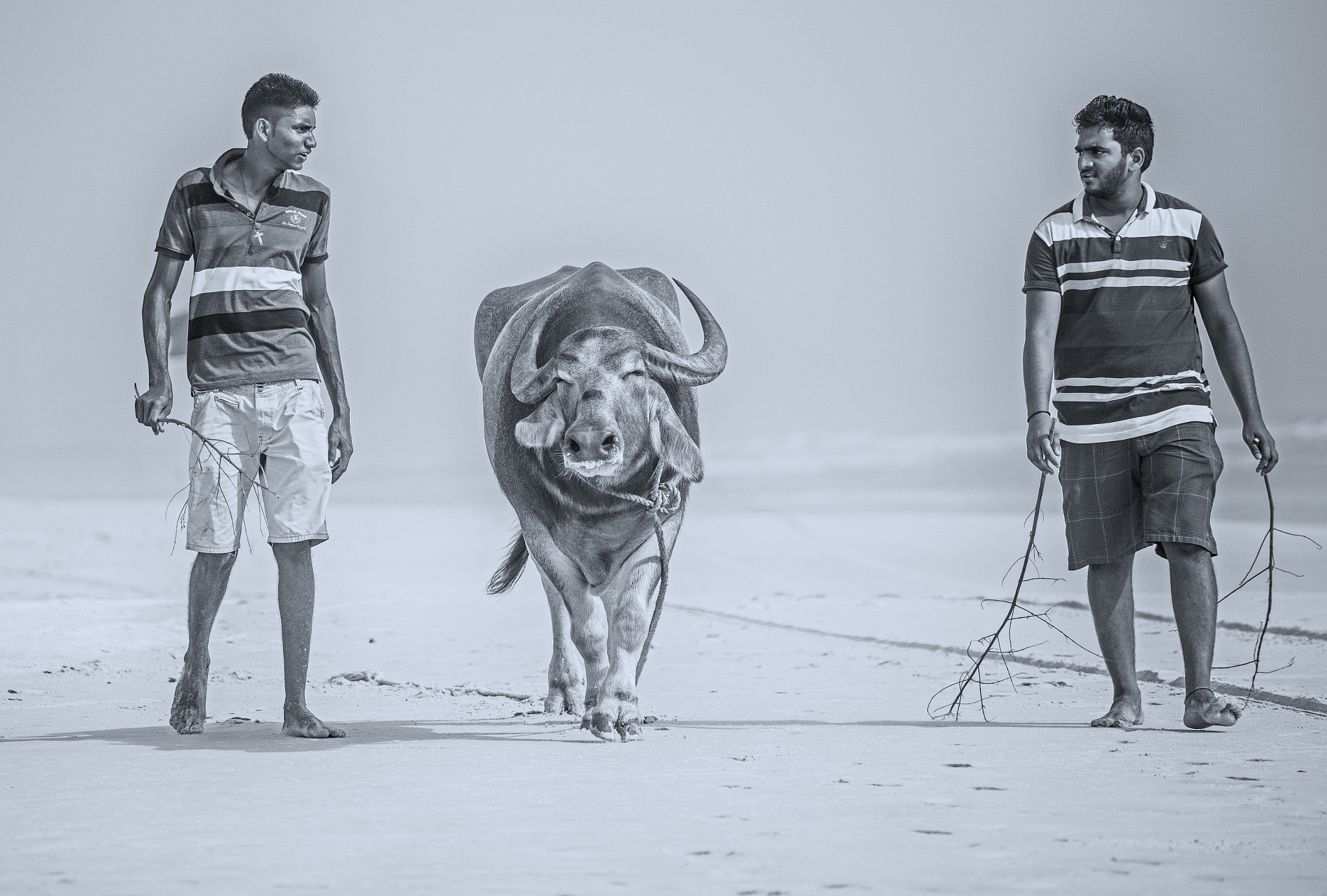 Sony 75-300mm F4.5-5.6 sample photo. Two men and their cow photography