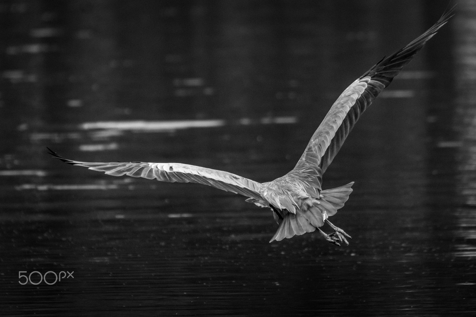 Sigma 50-500mm F4.5-6.3 DG OS HSM sample photo. Heron in b&w photography
