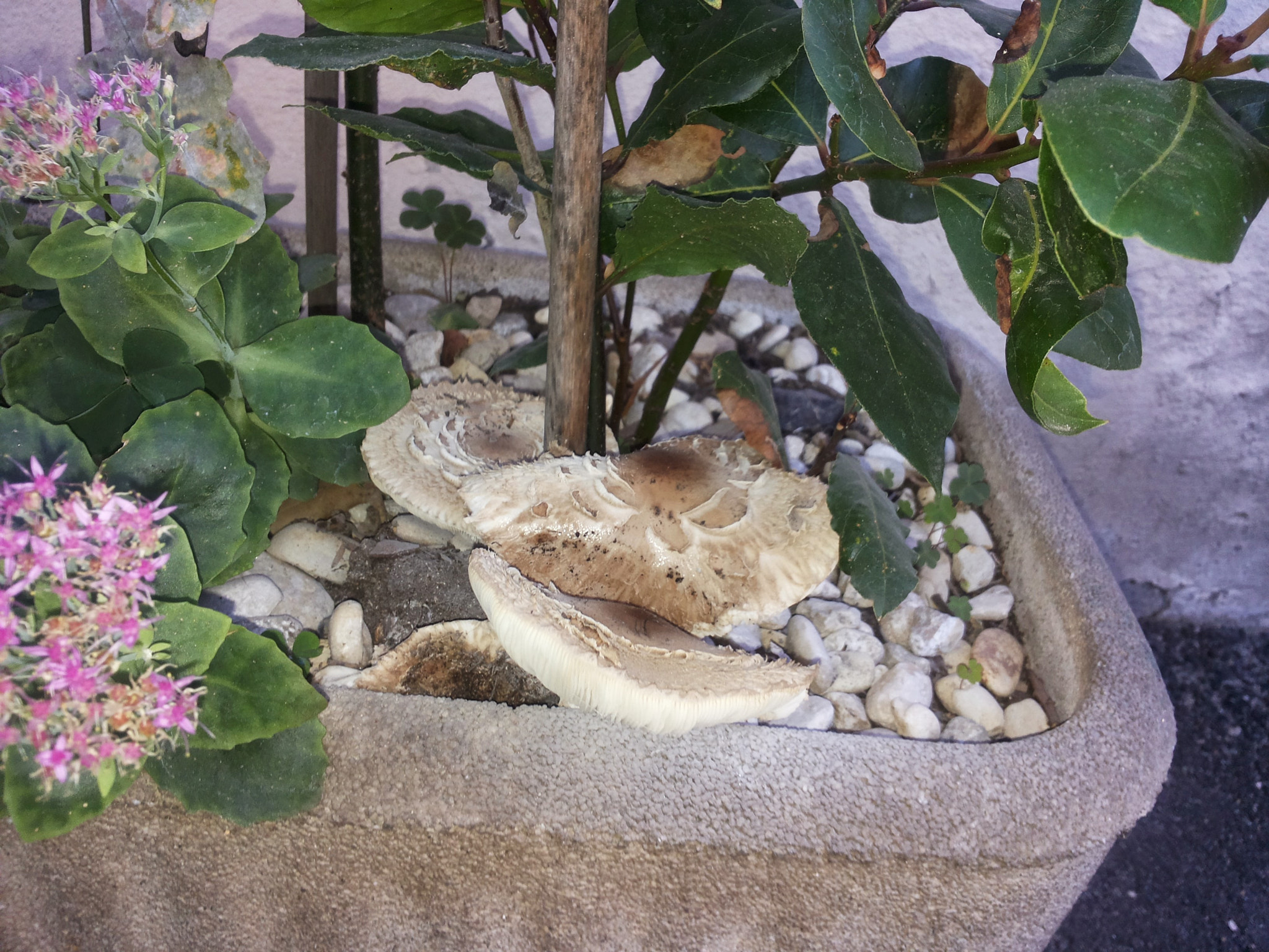 Samsung Galaxy S2 Plus sample photo