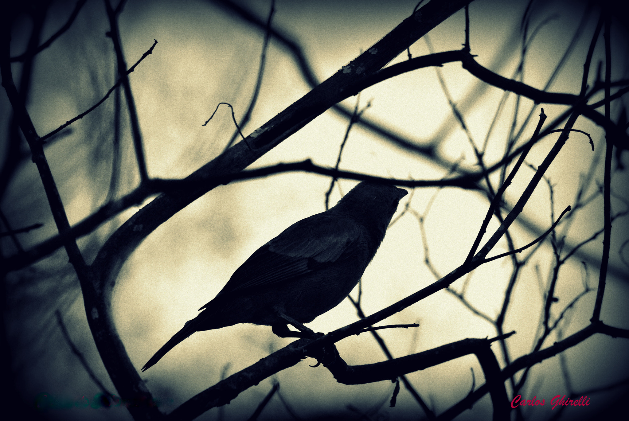 Nikon D3000 sample photo. The birds - hitchcock. photography