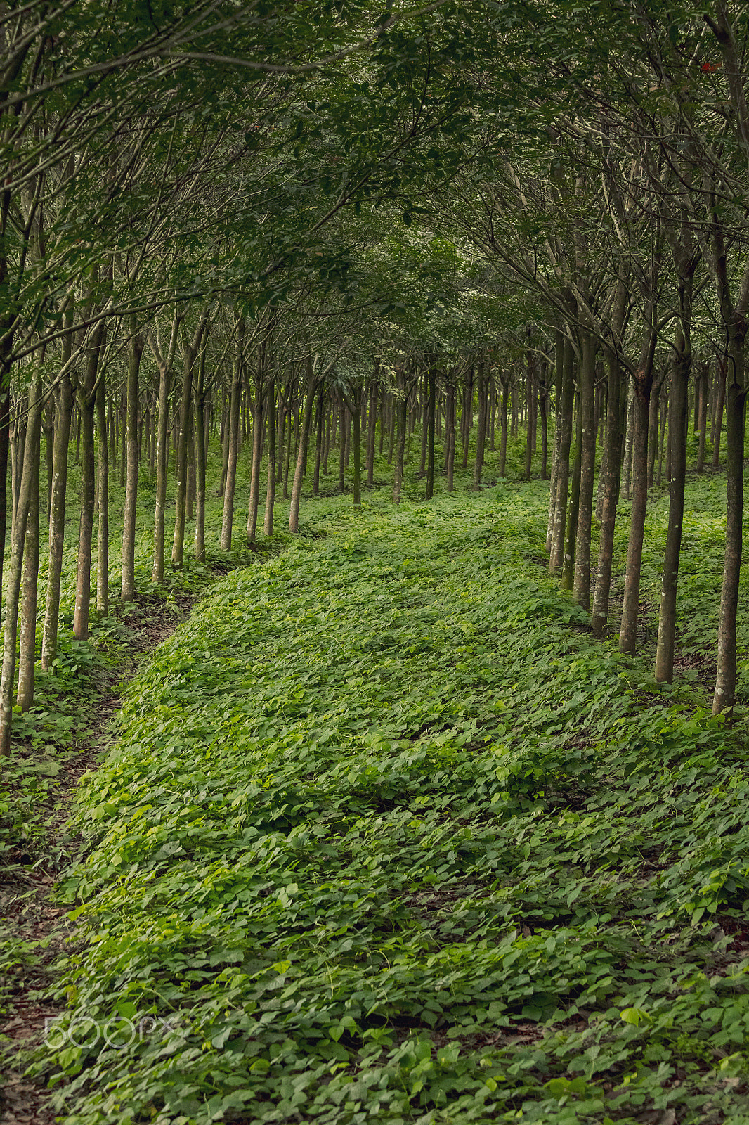 Canon EF 70-300mm F4-5.6 IS USM sample photo. Green road.. photography