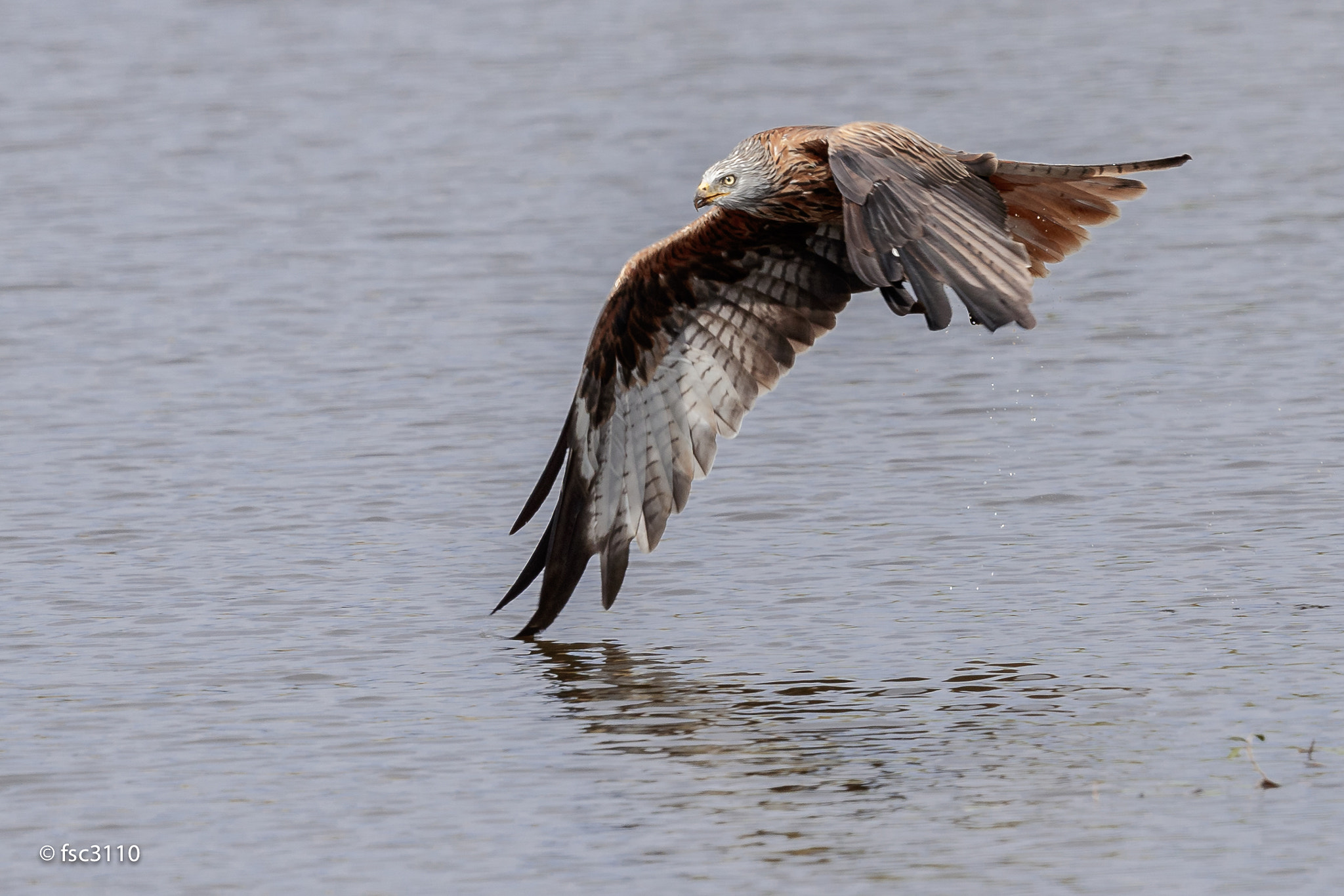 Canon EF 500mm F4L IS II USM sample photo. Red kite fishing photography