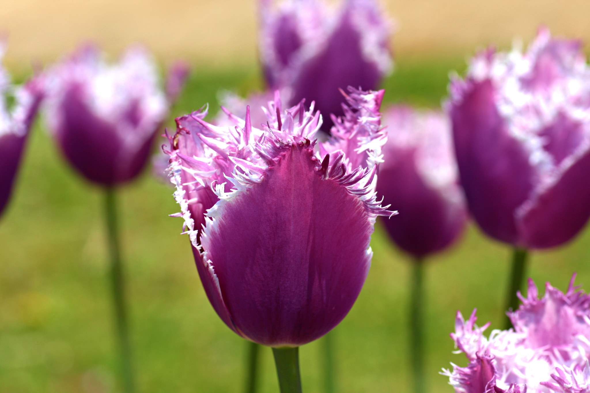 Canon EOS 40D + Tamron SP AF 90mm F2.8 Di Macro sample photo. Tulip photography