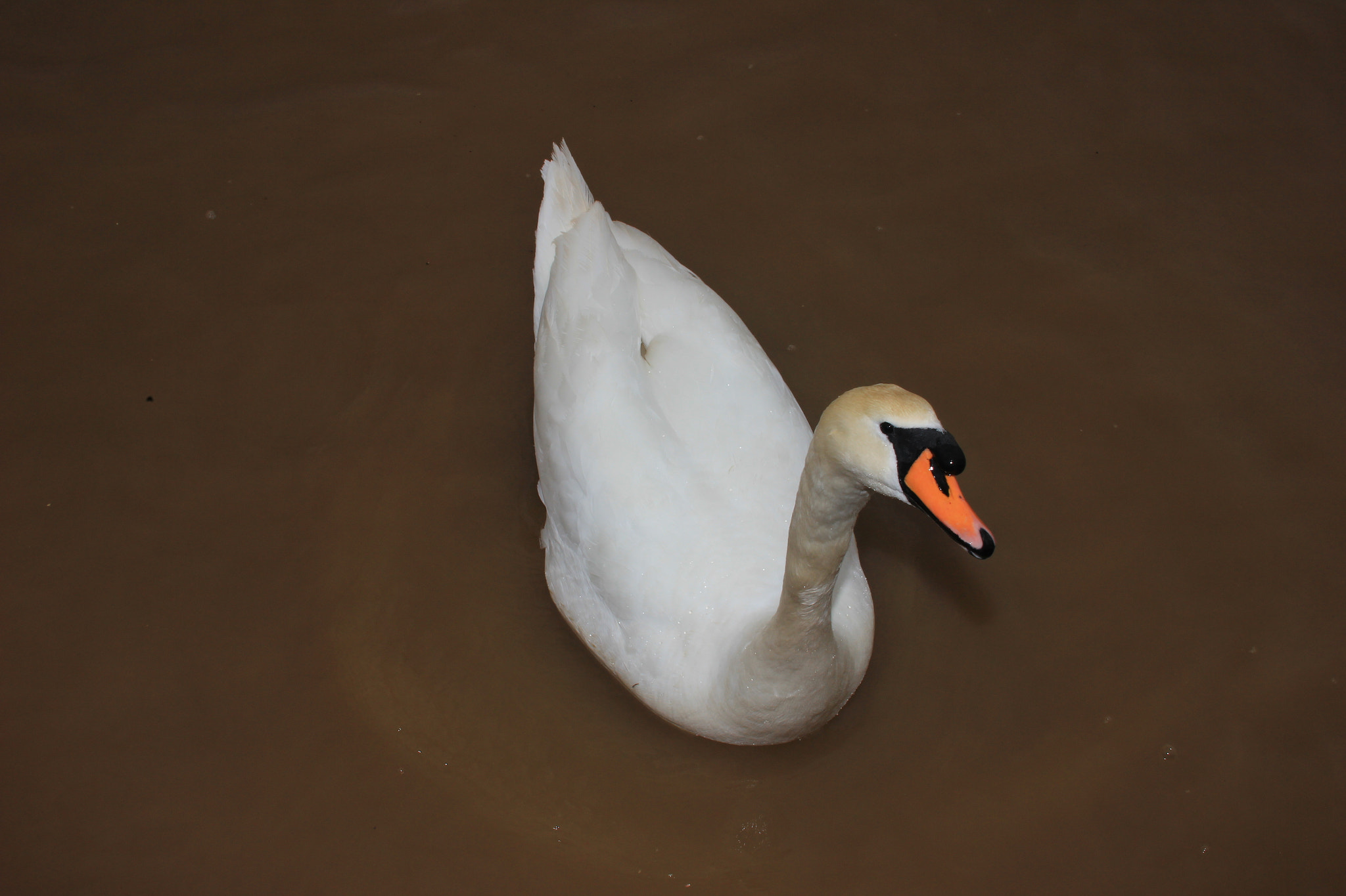 Canon EOS 600D (Rebel EOS T3i / EOS Kiss X5) + Sigma 30mm f/1.4 DC HSM sample photo. Swan lake... photography