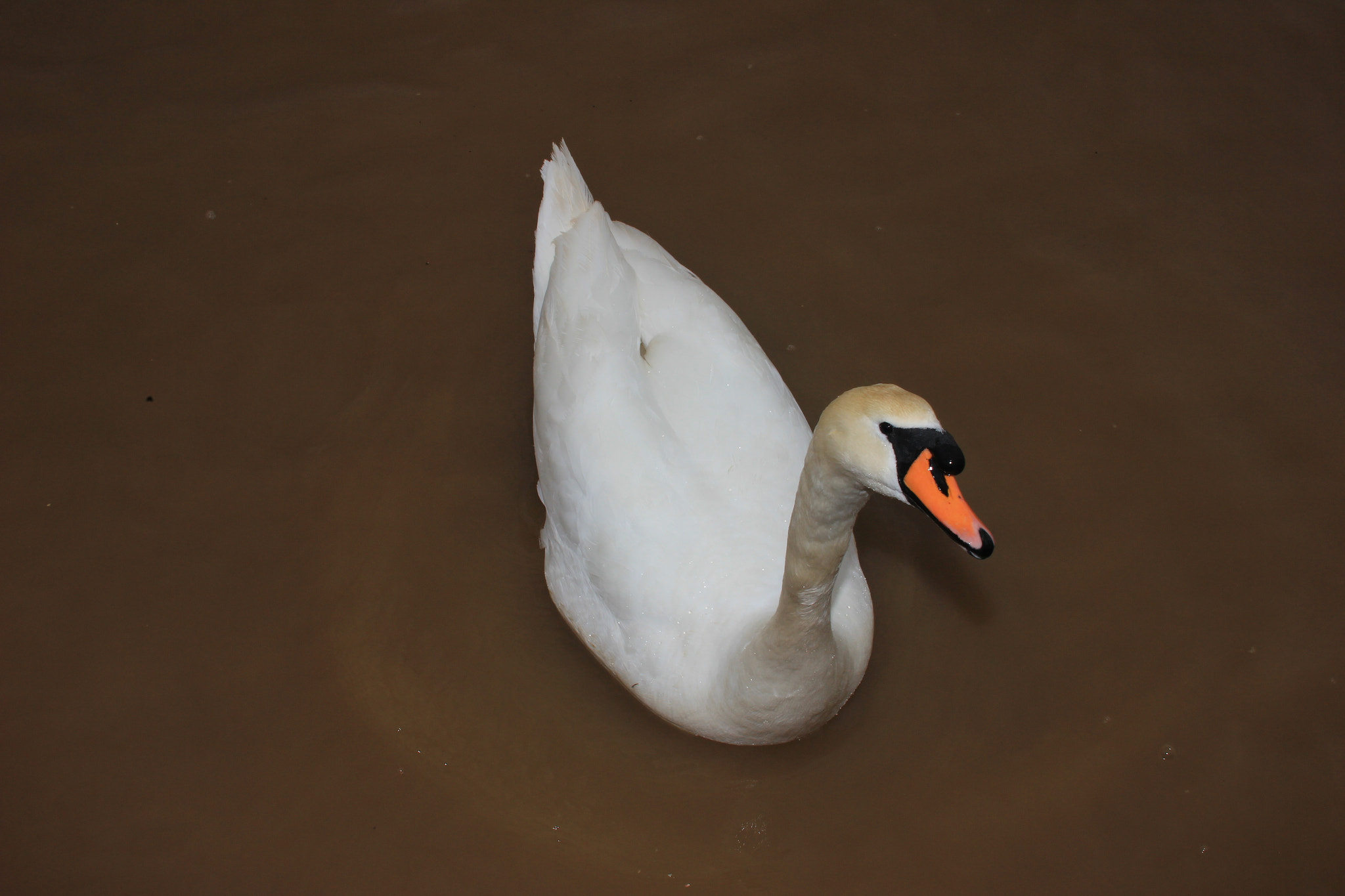 Sigma 30mm f/1.4 DC HSM sample photo. Swan lake... photography