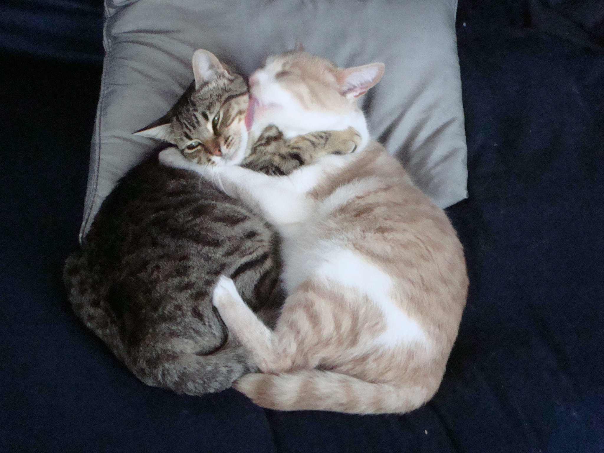 Sony DSC-T200 sample photo. Cuddling kittens photography
