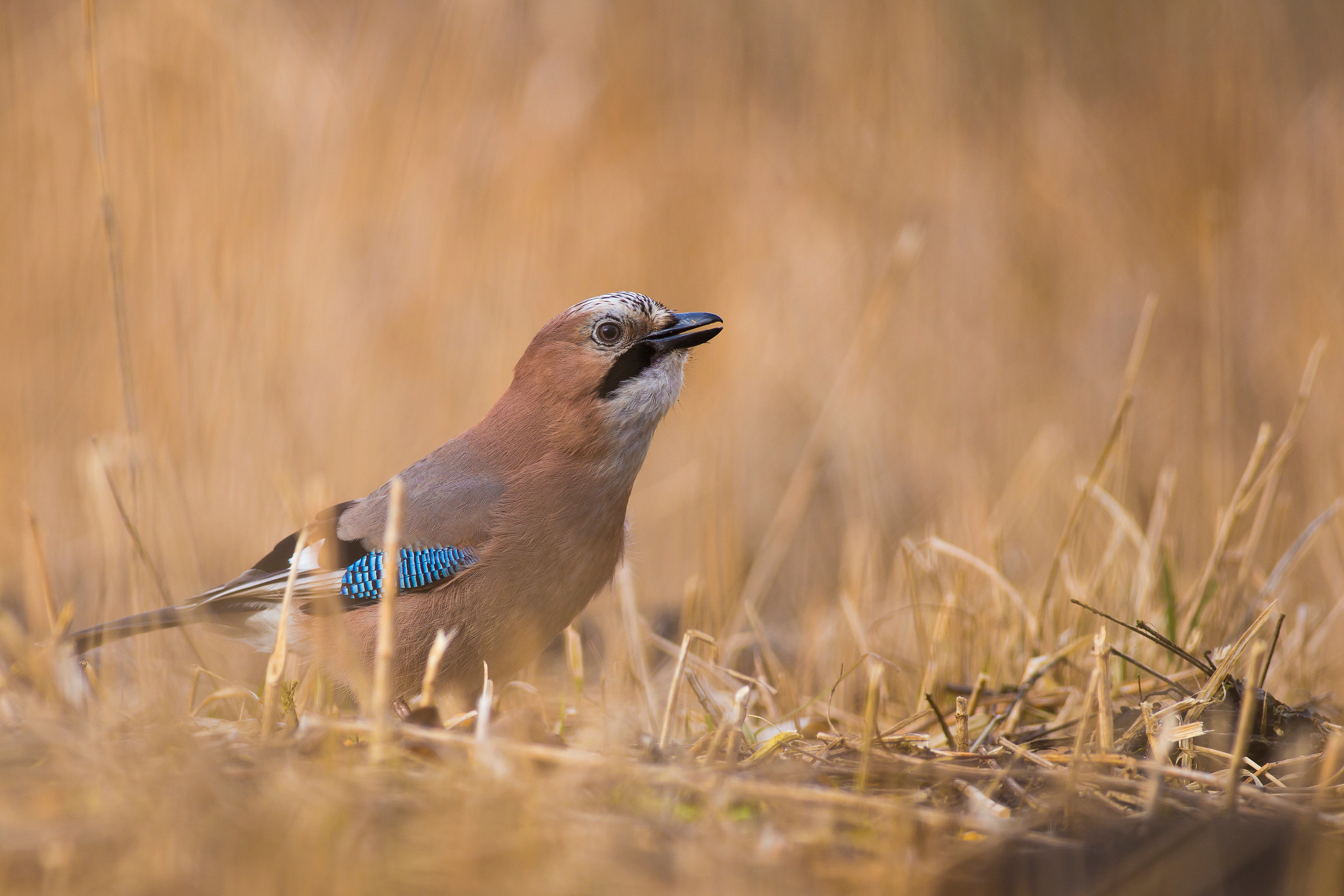 Canon EOS 6D + Canon EF 400mm F5.6L USM sample photo. Garrulus glandarius photography