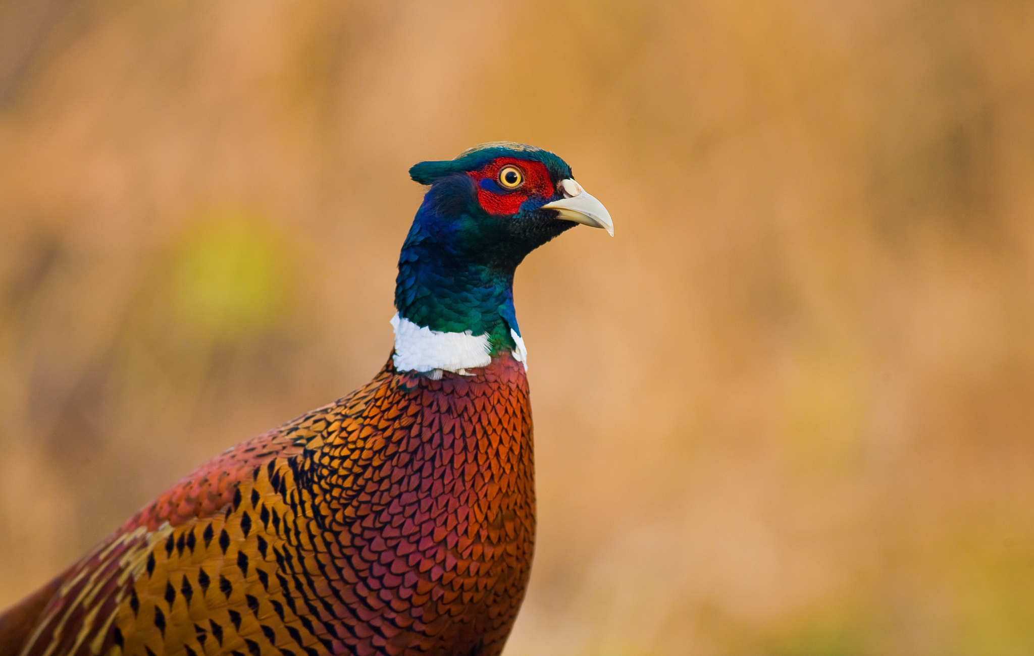 Canon EOS 5D + Canon EF 400mm F5.6L USM sample photo. Phasianus colchicus photography