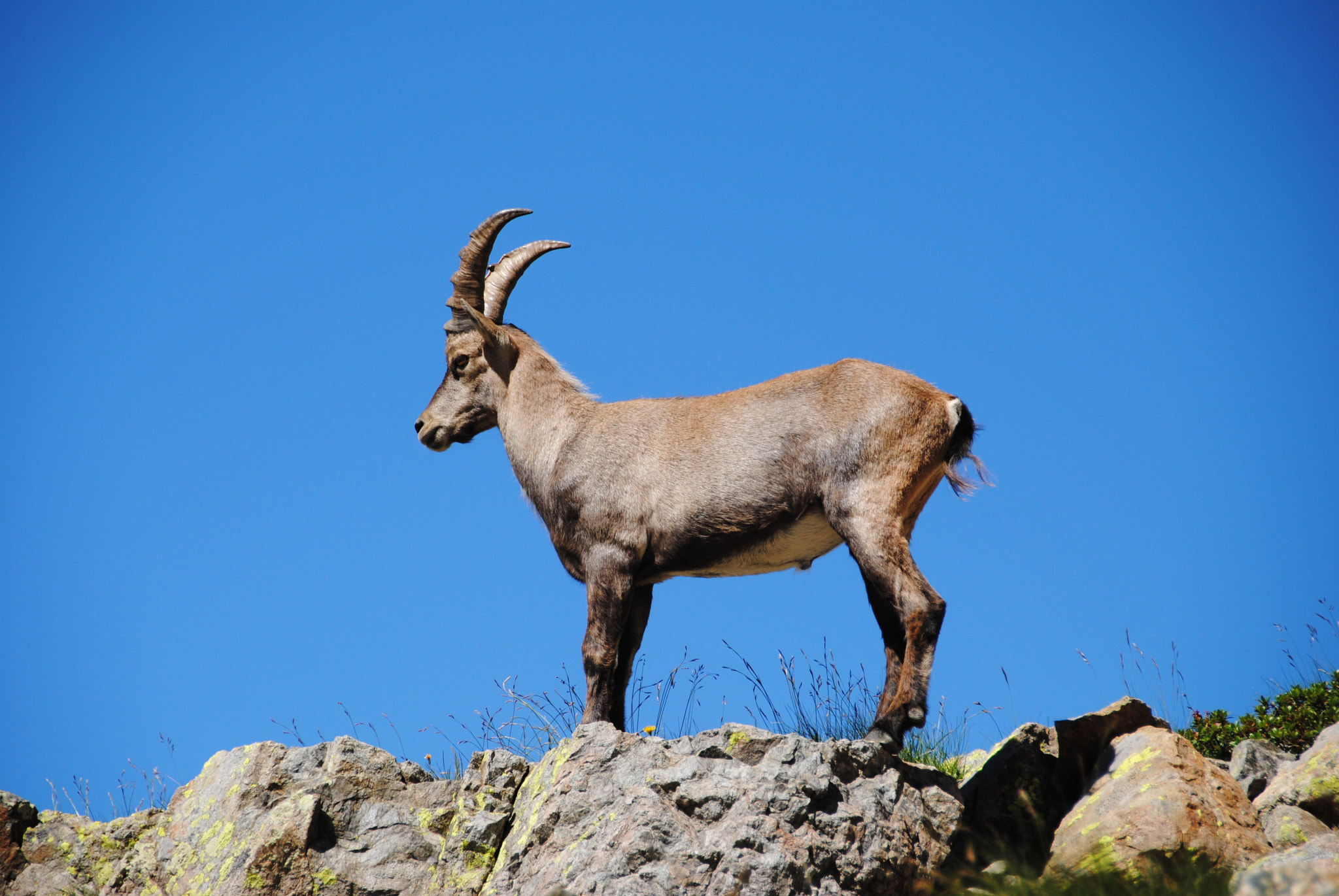 Nikon D3000 sample photo. Ibex and sky photography