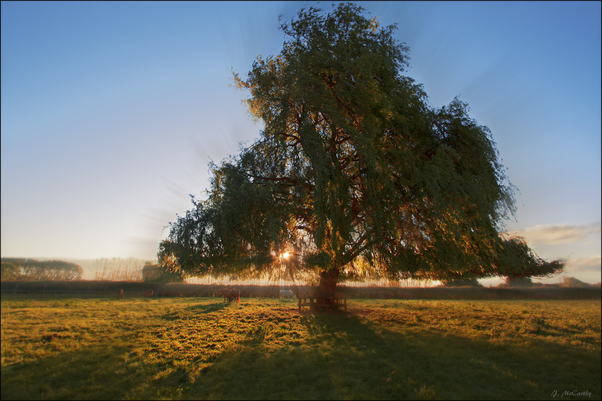 Canon EF-S 10-22mm F3.5-4.5 USM sample photo. Willow photography