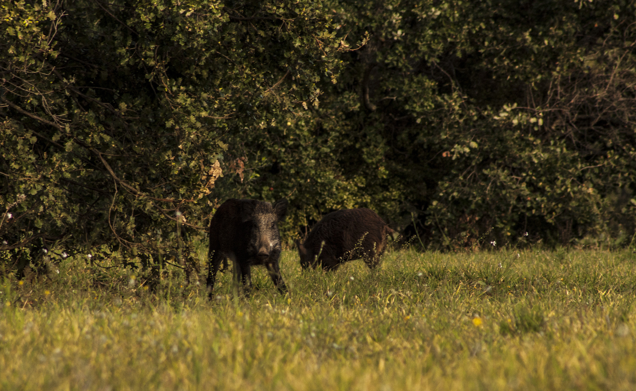 Canon EOS 450D (EOS Rebel XSi / EOS Kiss X2) + EF75-300mm f/4-5.6 sample photo. Wild pig photography