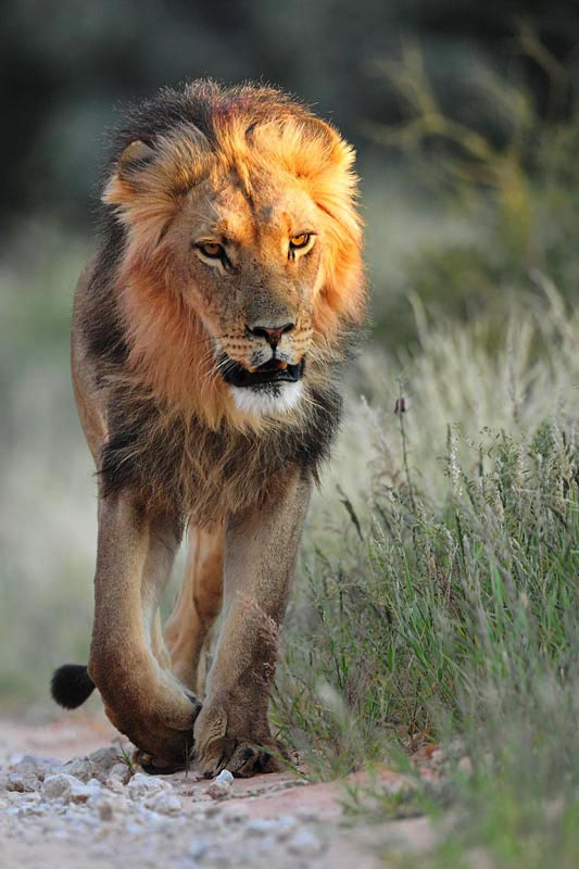 Nikon D3X + Nikon AF-S Nikkor 600mm F4G ED VR sample photo. Lion strolling down last light, kgalagadi transfrontier park, south africa photography