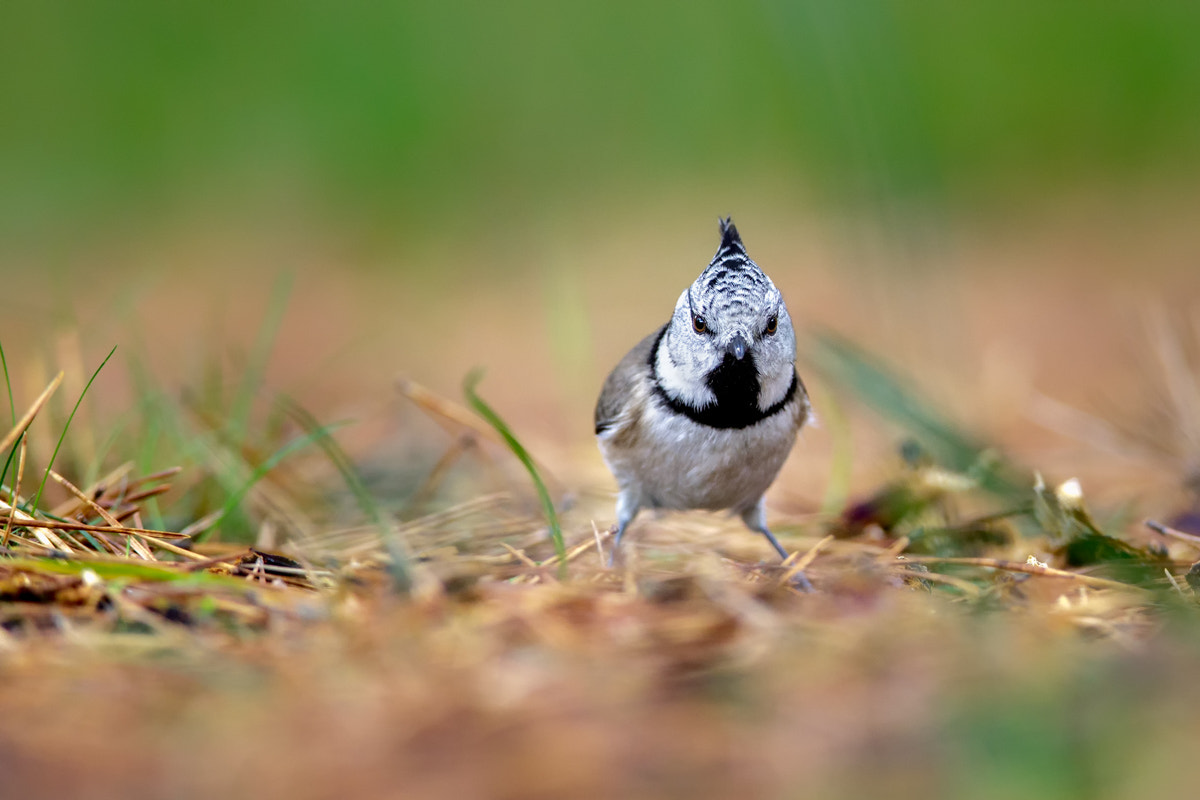 Canon EF 400mm F2.8L IS II USM sample photo. Crested tit photography