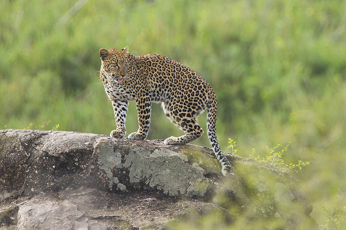 Nikon D4 + Nikon AF-S Nikkor 600mm F4G ED VR sample photo. Leopard on rock, kruger national park, south africa photography